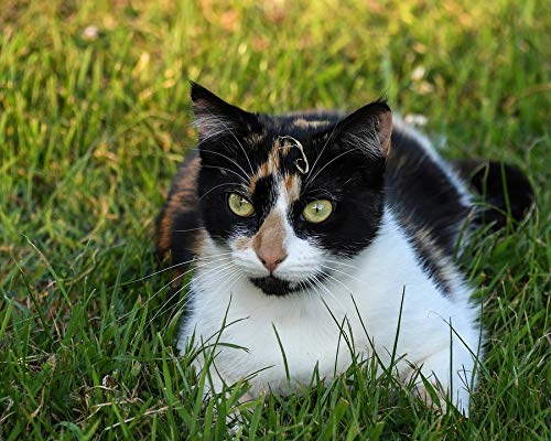 Vibrant 20x30 Inch Laminated Cat Poster - Colorful Tricolor Grass Cat Art Print for Home Decor, Perfect for Living Room, Bedroom & Office Wall Art - Fits Standard Picture Frames