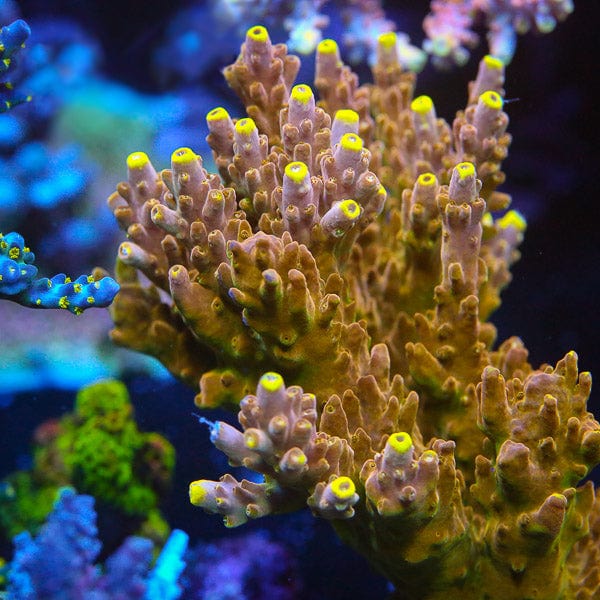 CB Golden Jawdropper Acropora Coral - Premium Saltwater Aquarium Coral for Reef Tanks | Perfect for Coral Fragging and Marine Aquascaping