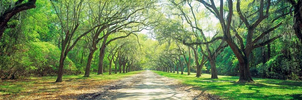 Peel & Stick Wall Mural - Live Oaks and Spanish Moss Savannah Design (48x16 Inches) | Self-Adhesive Removable Wallpaper for Bedroom, Living Room, Nursery & Office Decor