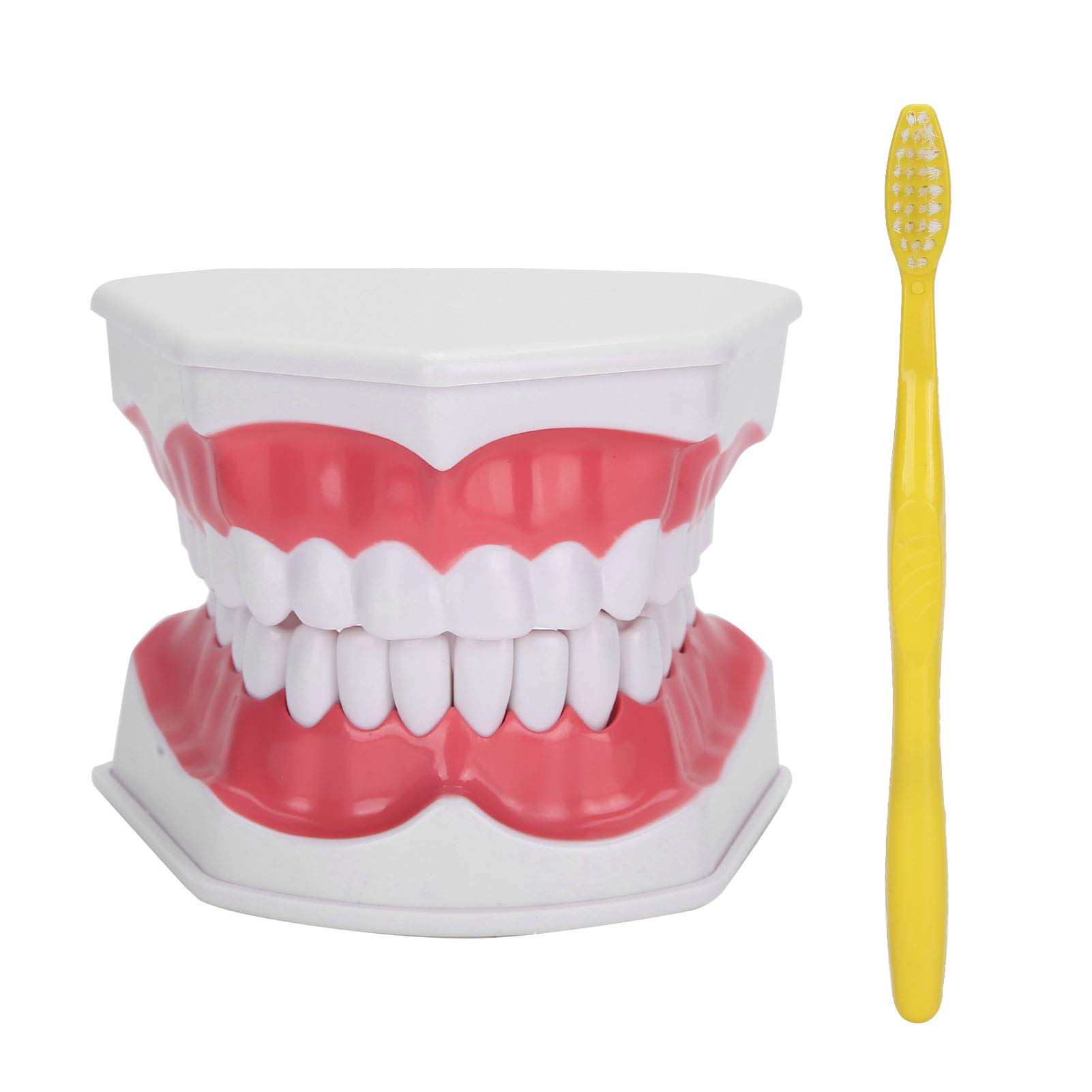 Kids Dental Teaching Tooth Prosthesis - Study Supplies for Dentists & Students - Perfect for Dental Education, Training & Practice