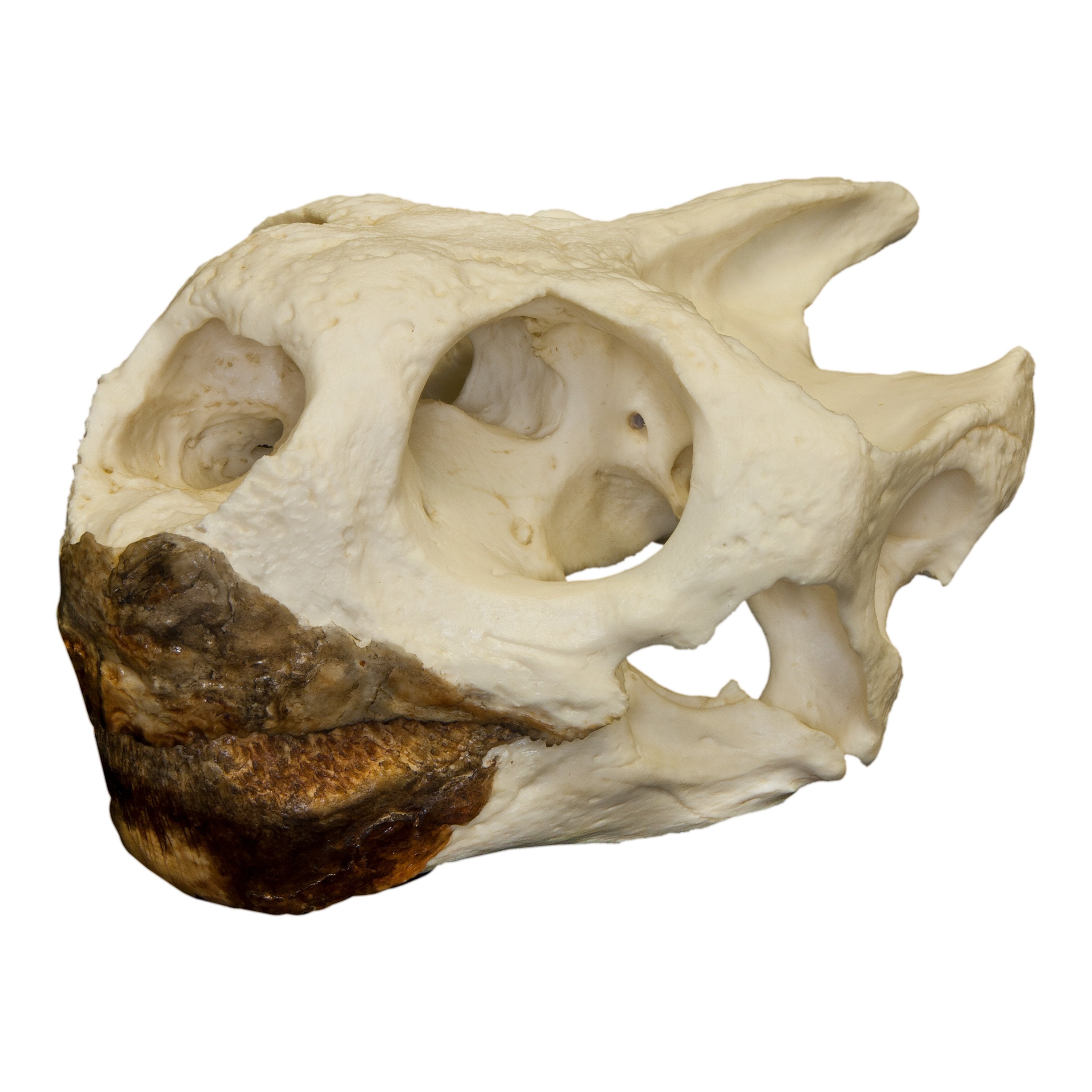 Authentic Replica Galápagos Tortoise Skull - Lifelike Educational Specimen for Science Classrooms, Home Decor & Natural History Collections