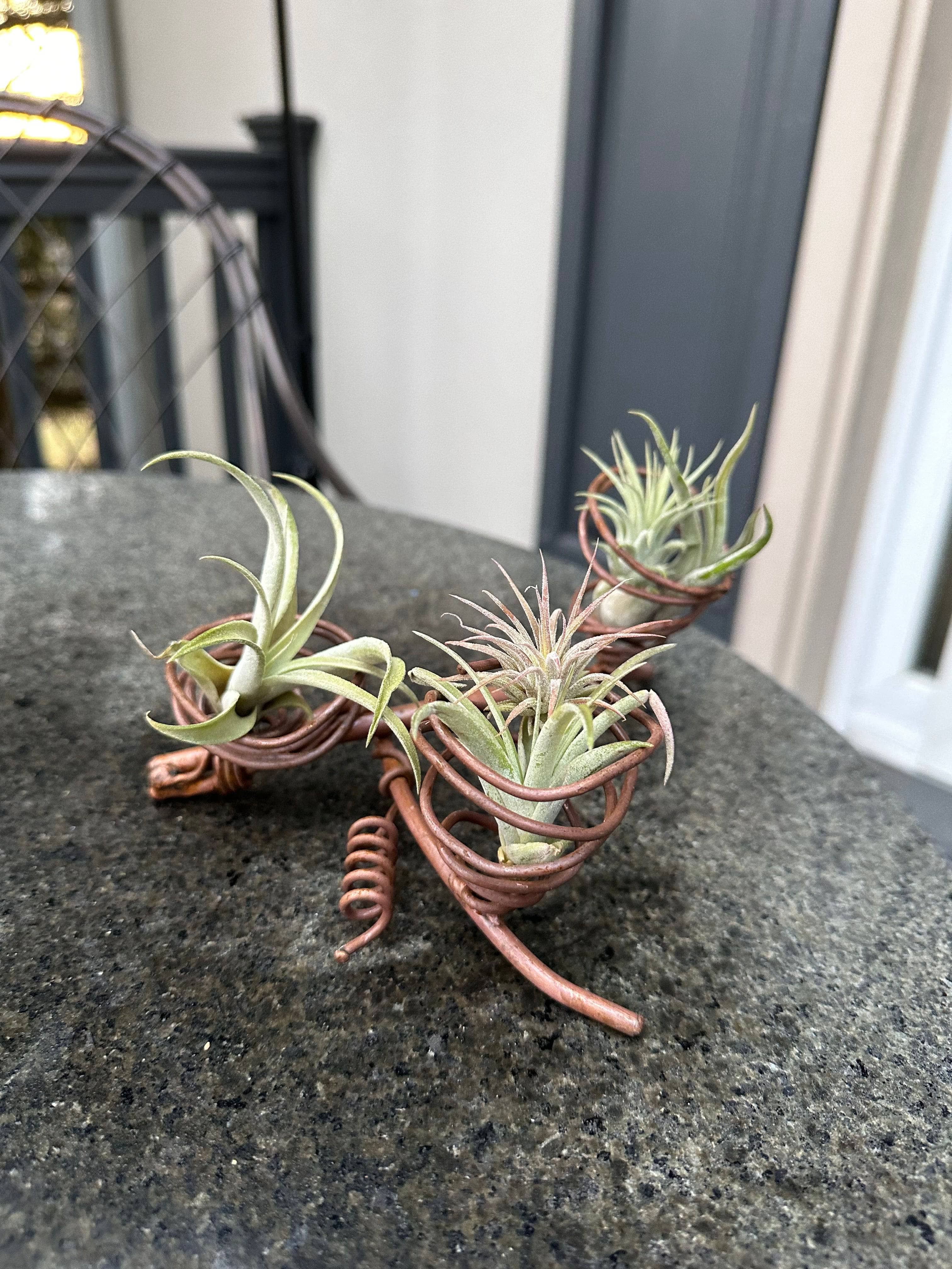 Triple Air Plant Holder - Modern Hanging Planter for Tillandsia - Perfect for Home, Office & Indoor Decor