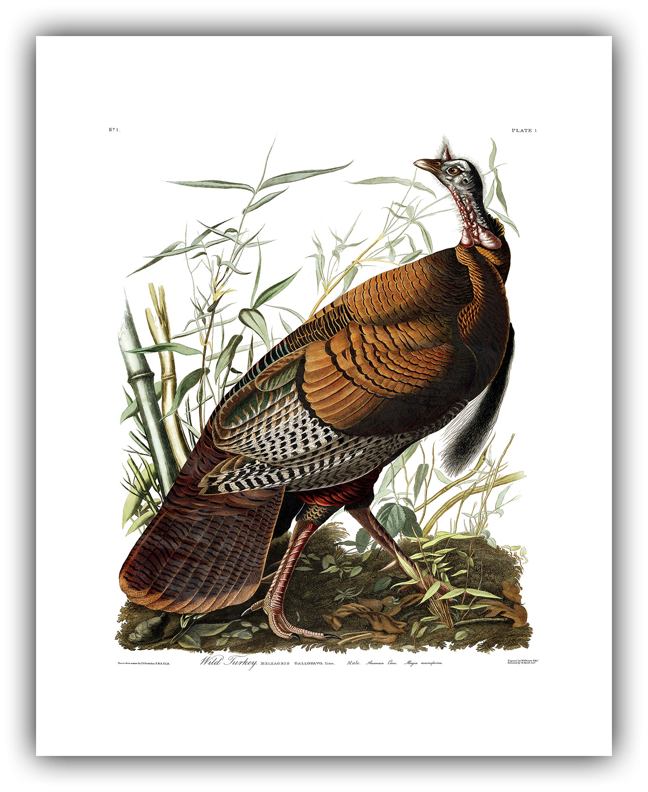 John James Audubon 'Wild Turkey' Plate 1 Birds of America Print - Premium Museum-Grade Giclee Art Reproduction for Home Decor & Office Wall Art