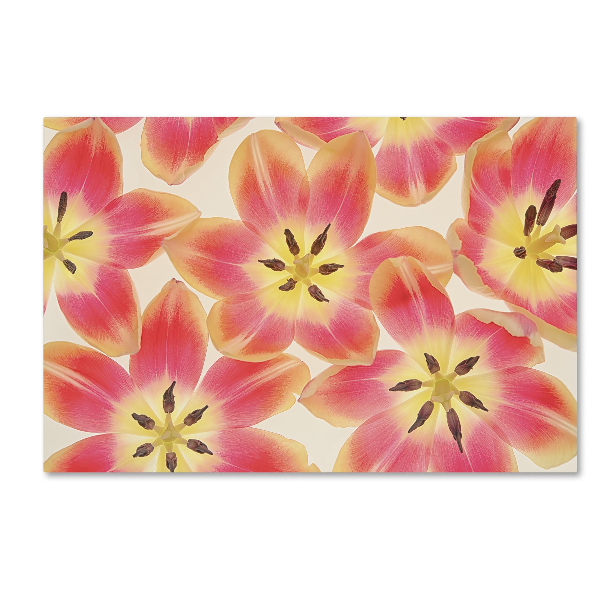 Trademark Fine Art ALI1802-C1624GG Yellow and Coral Red Tulips by Cora Niele - 16x24 Inch Floral Canvas Wall Art - Perfect for Living Room, Bedroom & Office Decor