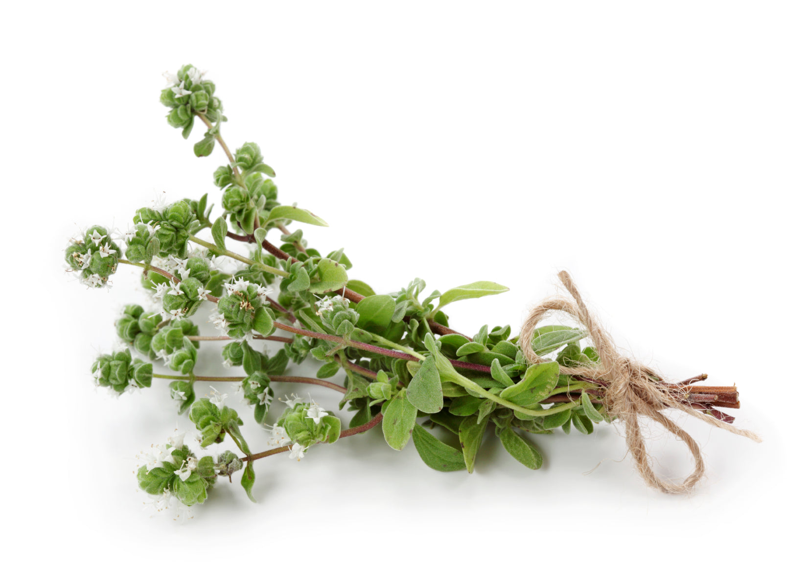Pure Sweet Marjoram Essential Oil - 100% Natural Aromatherapy Oil for Relaxation, Stress Relief & Skin Care - Perfect for Diffusers, Massage & DIY Beauty Products