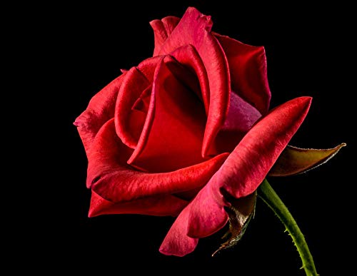20x30 Inch Laminated Floral Poster - Vibrant Red Rose Bloom Wall Art for Home Decor | Perfect for Living Room, Bedroom & Office Framing