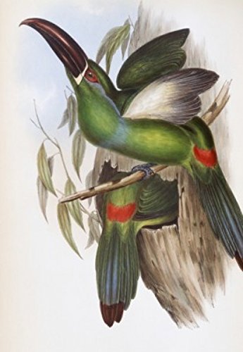 John Gould Chestnut Groove-bill Toucan Art Print - Vintage British Bird Poster (18x24 inches) - Perfect for Home Decor, Office Wall Art & Nature Lovers Gift