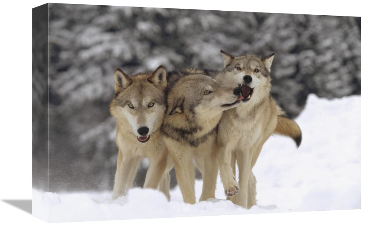 12 x 18 Inch Timber Wolf Trio Playing in Snow Art Print - Montana Wildlife Photography by Tim Fitzharris - Perfect for Home Decor, Office Wall Art & Nature Lover Gifts