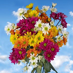 36 Assorted Fresh Cut Chrysanthemums & Daisies Bouquet - Premium Long Lasting Flowers for Birthday Gifts, Wedding Decorations, Anniversary Celebrations & Home Floral Arrangements