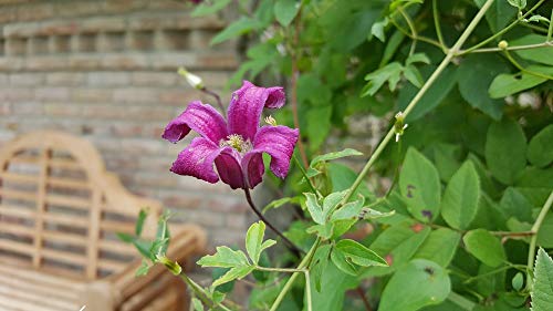 20x30 Inch Laminated Clematis Flower Poster - Vibrant Blooming Climber Plant Wall Art for Home & Office Decor - Perfect for Living Room, Bedroom, or Garden-Themed Spaces
