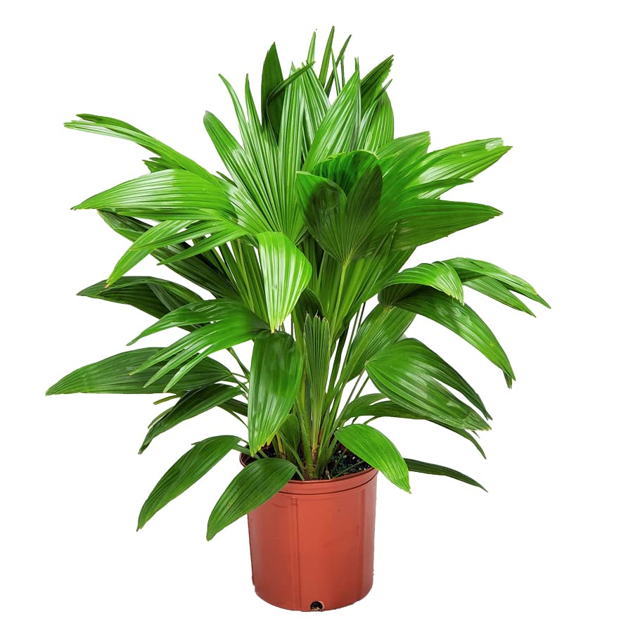 30-32 Inch Fountain Palm Tree - Large Tropical Houseplant for Home & Office Decor - Real Fan Palm from Florida (Plant Only) - Perfect for Living Room, Patio, or Indoor Garden