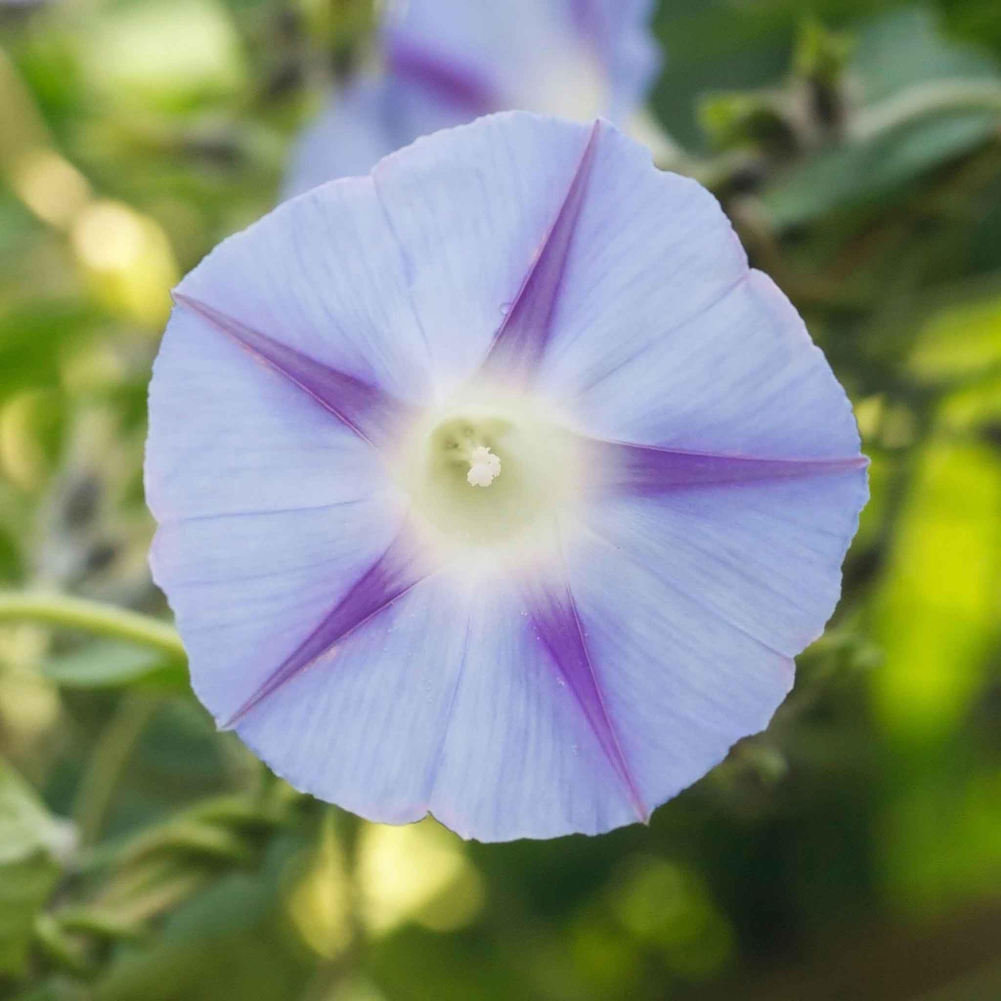 Eden Brothers Non-GMO Morning Glory Seeds - Inkpots Variety (1 oz) | Easy to Grow Low-Maintenance Flower Seeds for Spring Planting in USDA Zones 1-10 | Perfect for Garden Borders, Trellises & Container Gardening