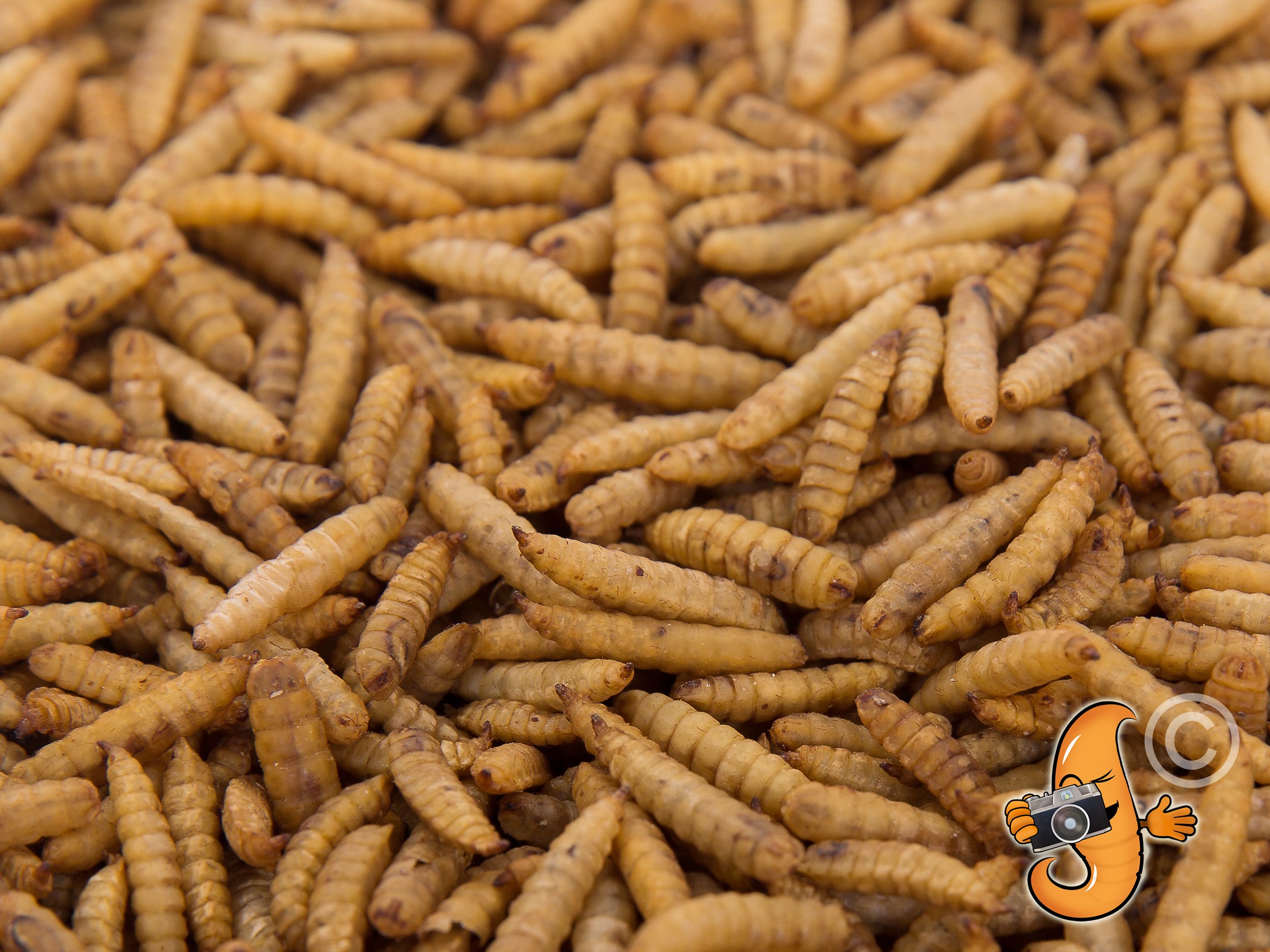 1lb Dried Black Soldier Fly Larvae - Non-GMO High Protein Chicken Feed & Wild Bird Treat - Mealworms for Laying Hens, Chicks & Poultry - Perfect for Backyard Chickens, Bird Feeders & Organic Farming