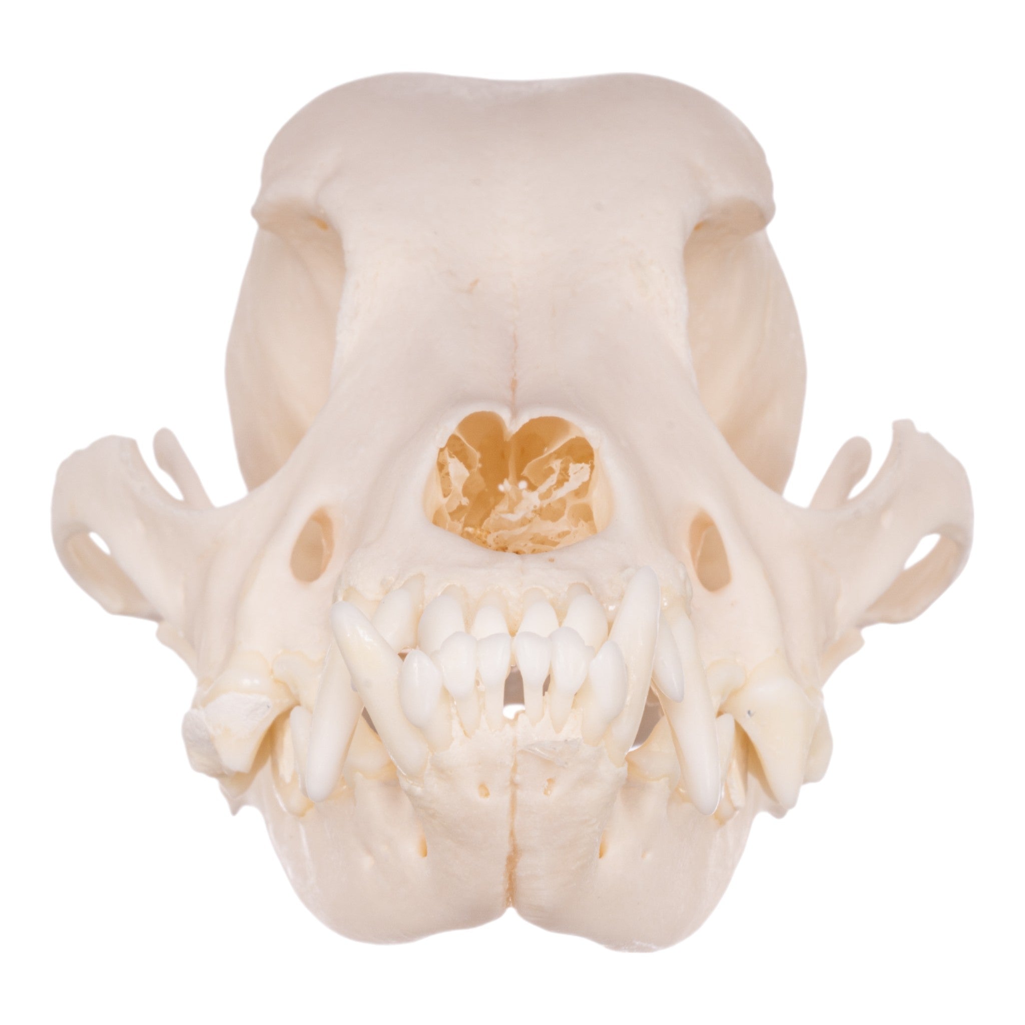 Authentic Maltese Dog Skull - Real Domestic Canine Skull for Veterinary Study, Taxidermy, and Educational Display | Perfect for Halloween Decor, Oddity Collections, and Science Classrooms