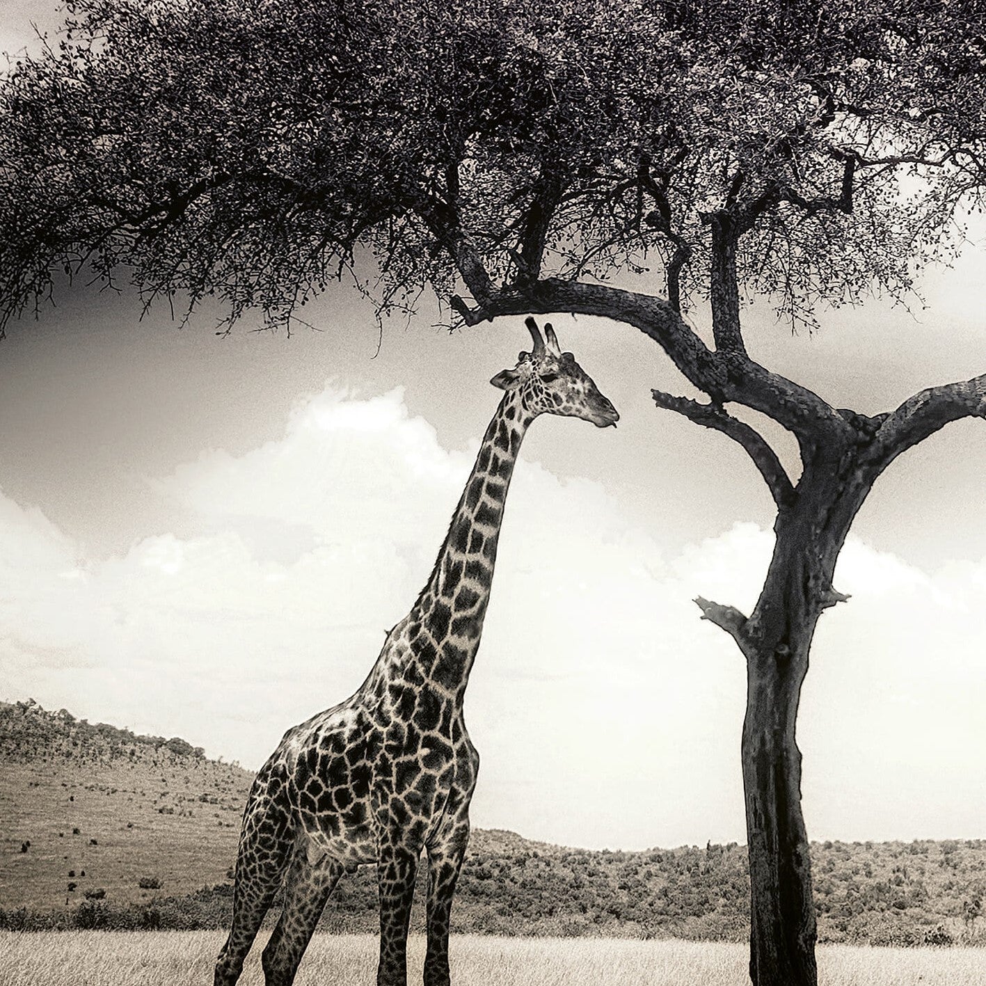 Giraffe Safari Wall Mural 5084 - Self-Adhesive Removable Wallpaper for Kids Room, Nursery & Living Room Decor - Perfect for Jungle Themed Bedrooms & Playrooms