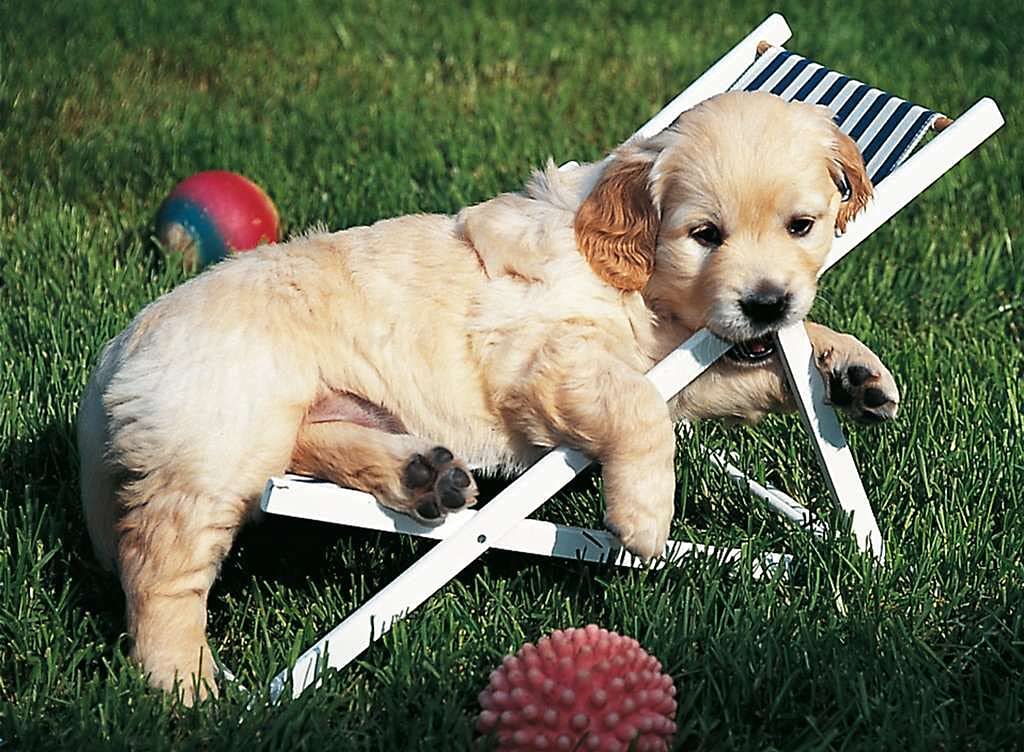 Ravensburger 500 Piece Puzzle - Golden Retriever Dog Jigsaw Puzzle for Adults, High Quality Animal Puzzles - Perfect for Relaxation, Family Bonding & Home Decor