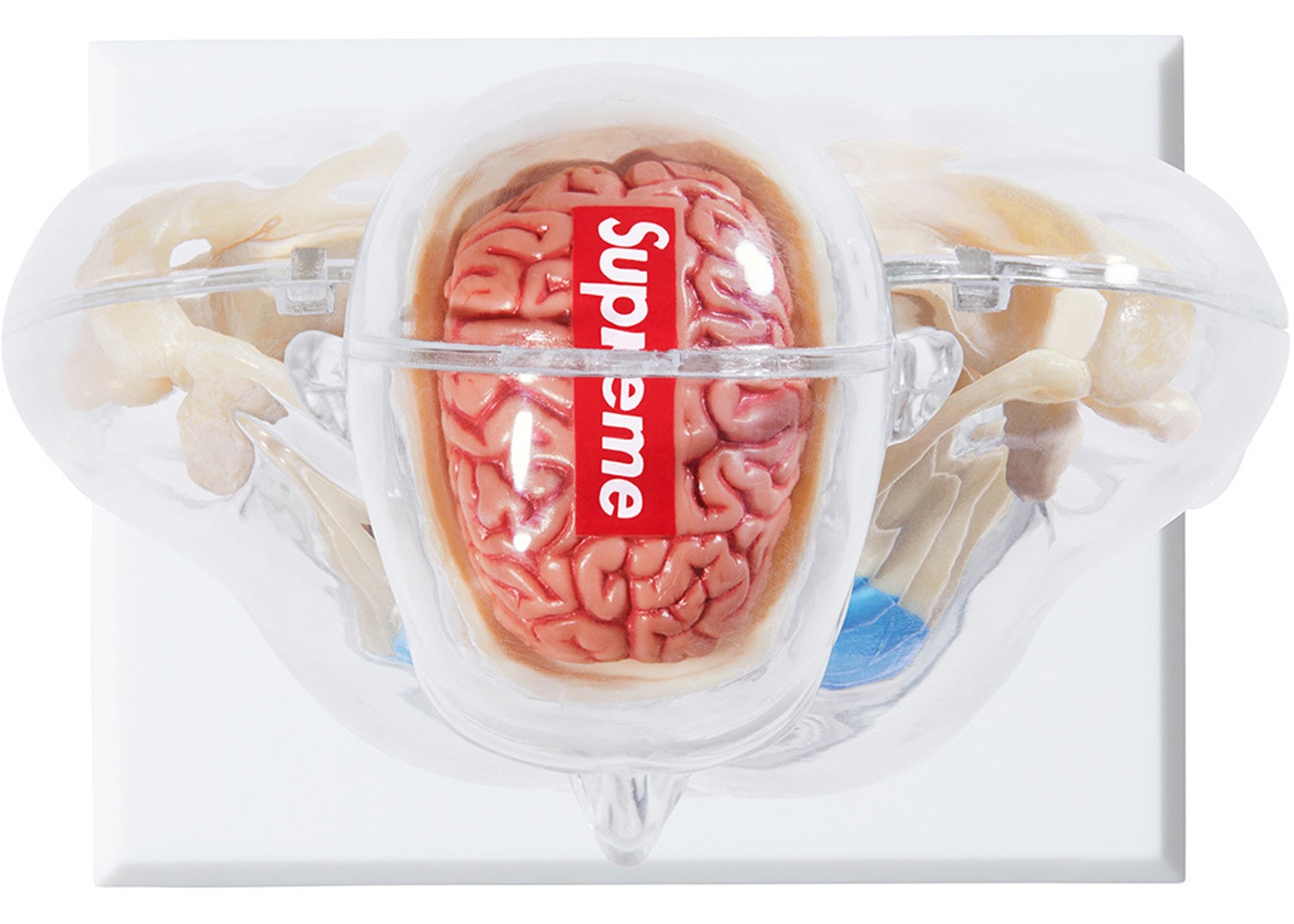 Premium Male Anatomy Model - Clear Transparent Human Body Structure for Medical Education & Study - Perfect for Classrooms, Labs & Science Enthusiasts
