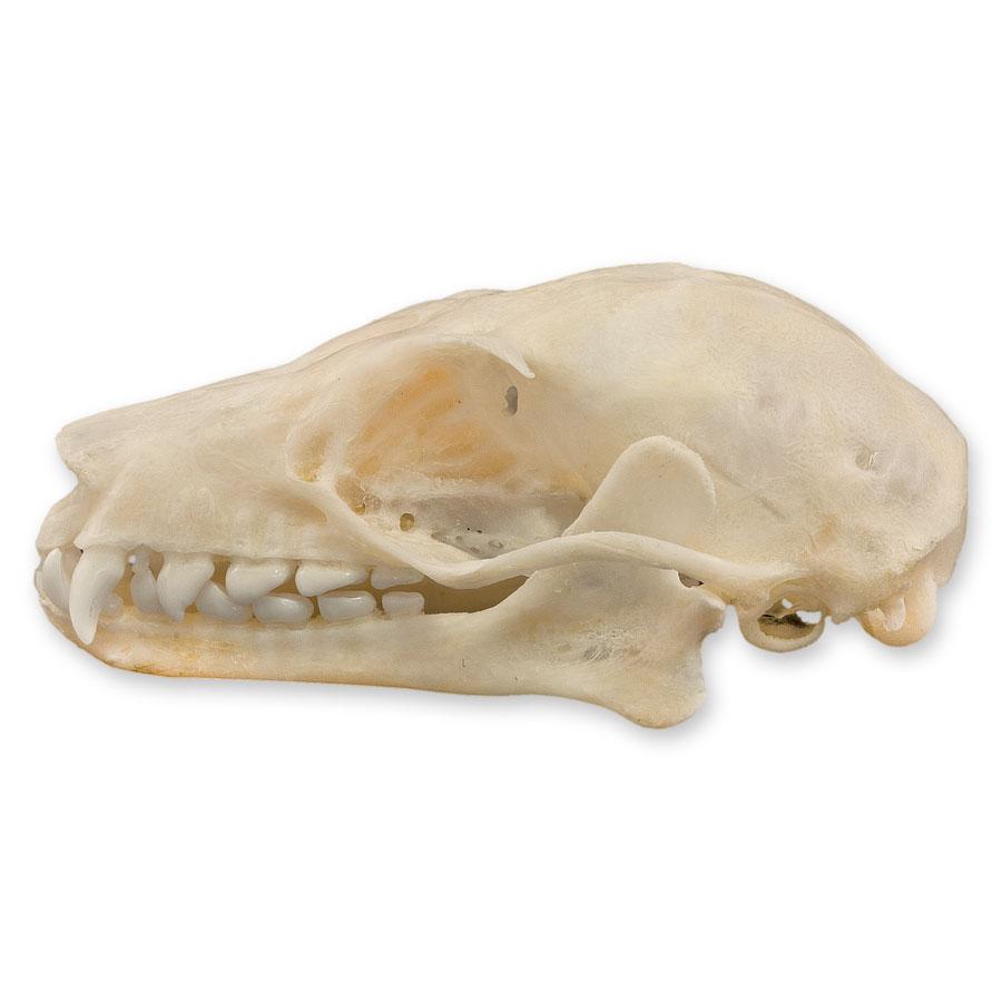 Authentic Leschenault's Rousette Fruit Bat Skull Specimen - Rare Collectible for Science Education, Gothic Decor & Halloween Display