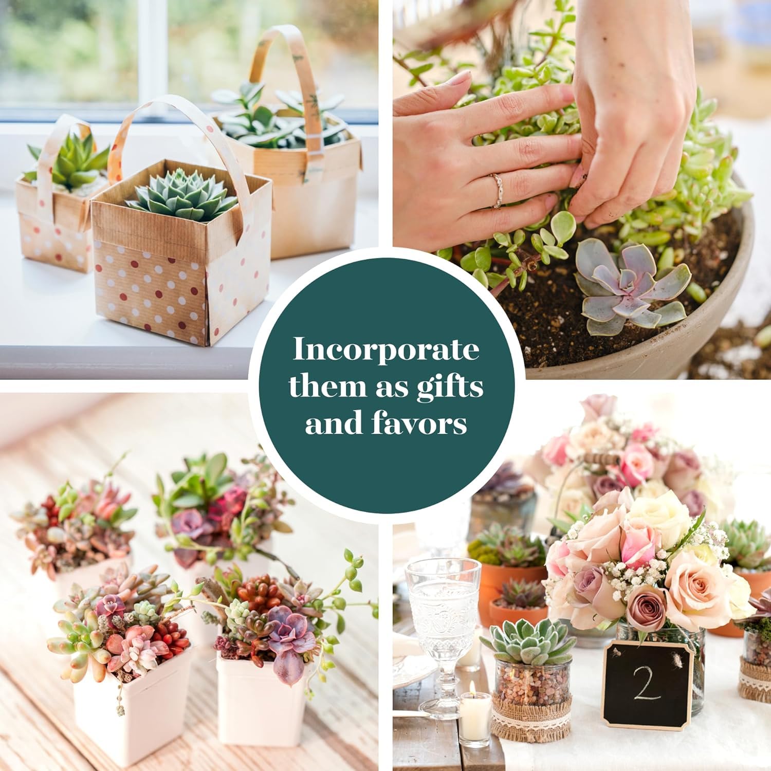 140 Pack Live Indoor Pastel Succulent Plants - Fully Rooted Soft Hue Collection for Home & Office Decor | Shop Succulents for Gifts, Wedding Centerpieces & Terrarium Arrangements