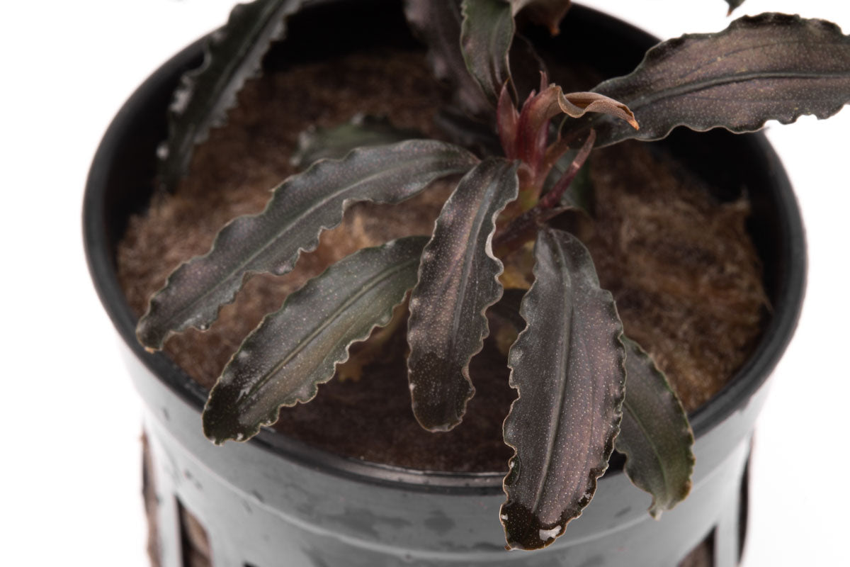 Bucephalandra Godzilla Aquatic Plant for Aquascaping - Perfect for Freshwater Aquariums, Fish Tanks & Nano Tanks