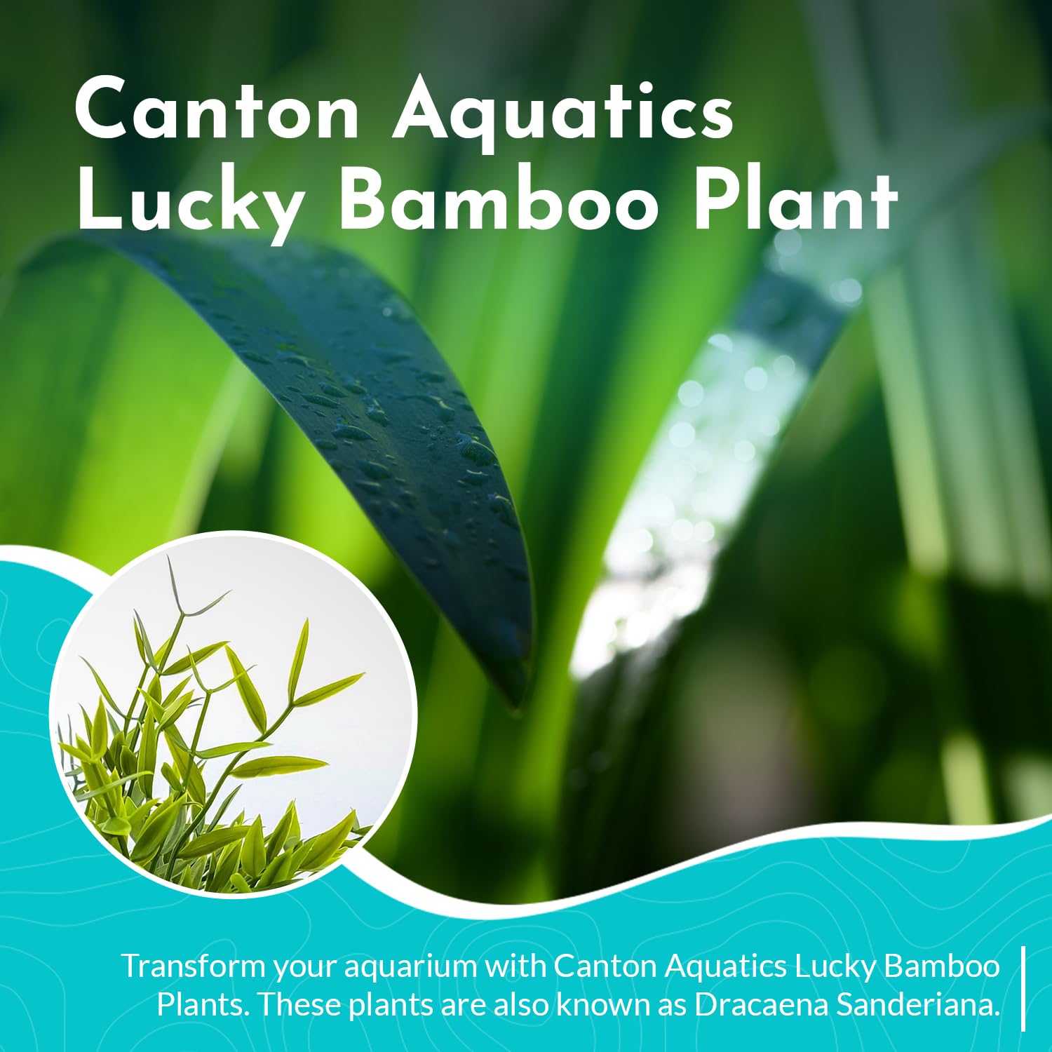 Lucky Bamboo Plant Dracaena Sanderiana - 5 Pack Curly Indoor House Plants - Organic Aquatic Plants for Home & Office Decor - Easy Care Low Maintenance - Perfect for Feng Shui, Gifts & Tabletop Decor