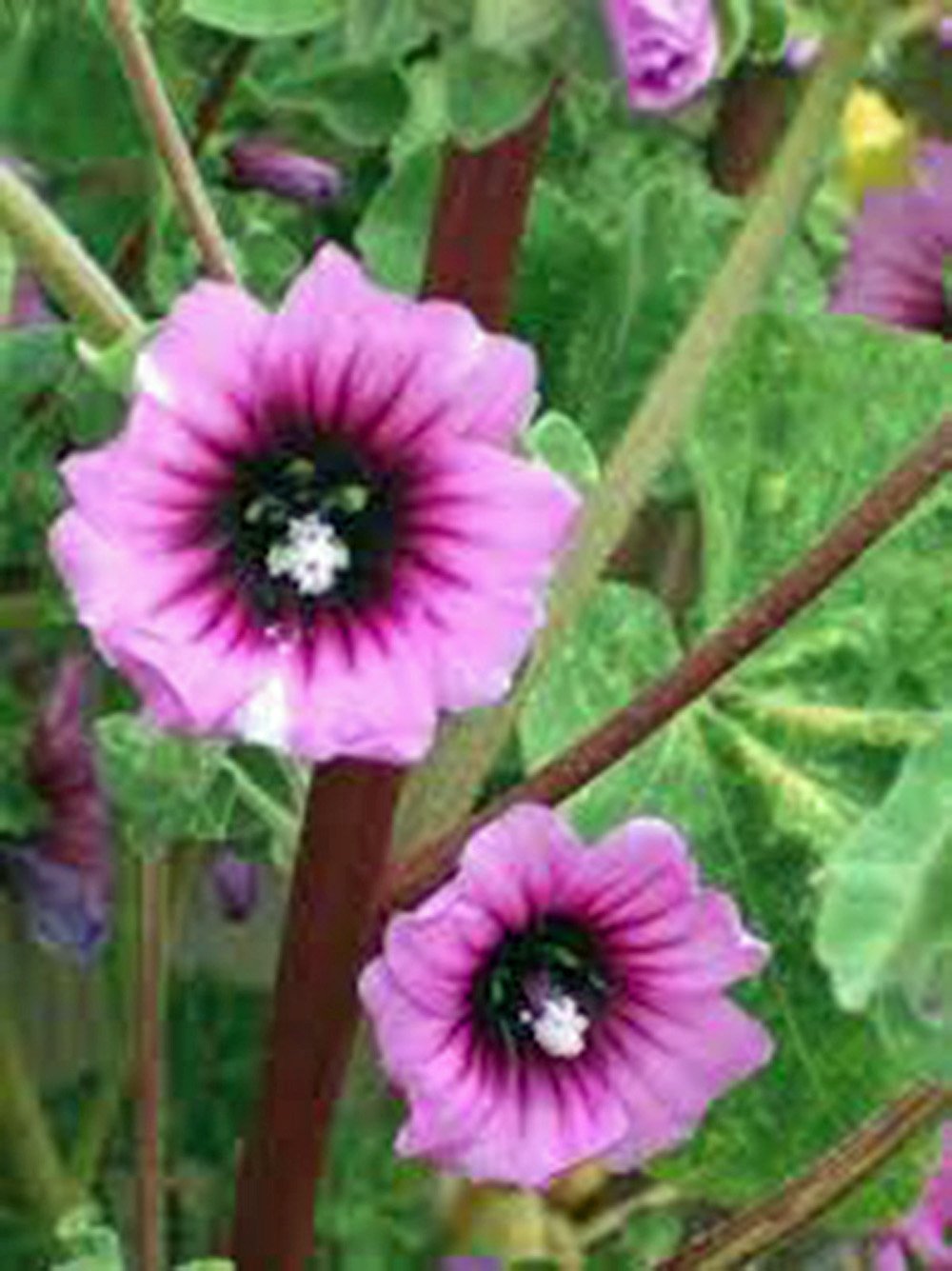 Rose Mallow Seeds (25+ Count) - Vibrant Pink Hibiscus Flowers for Garden Planting | Perfect for Landscaping, Borders & Butterfly Gardens