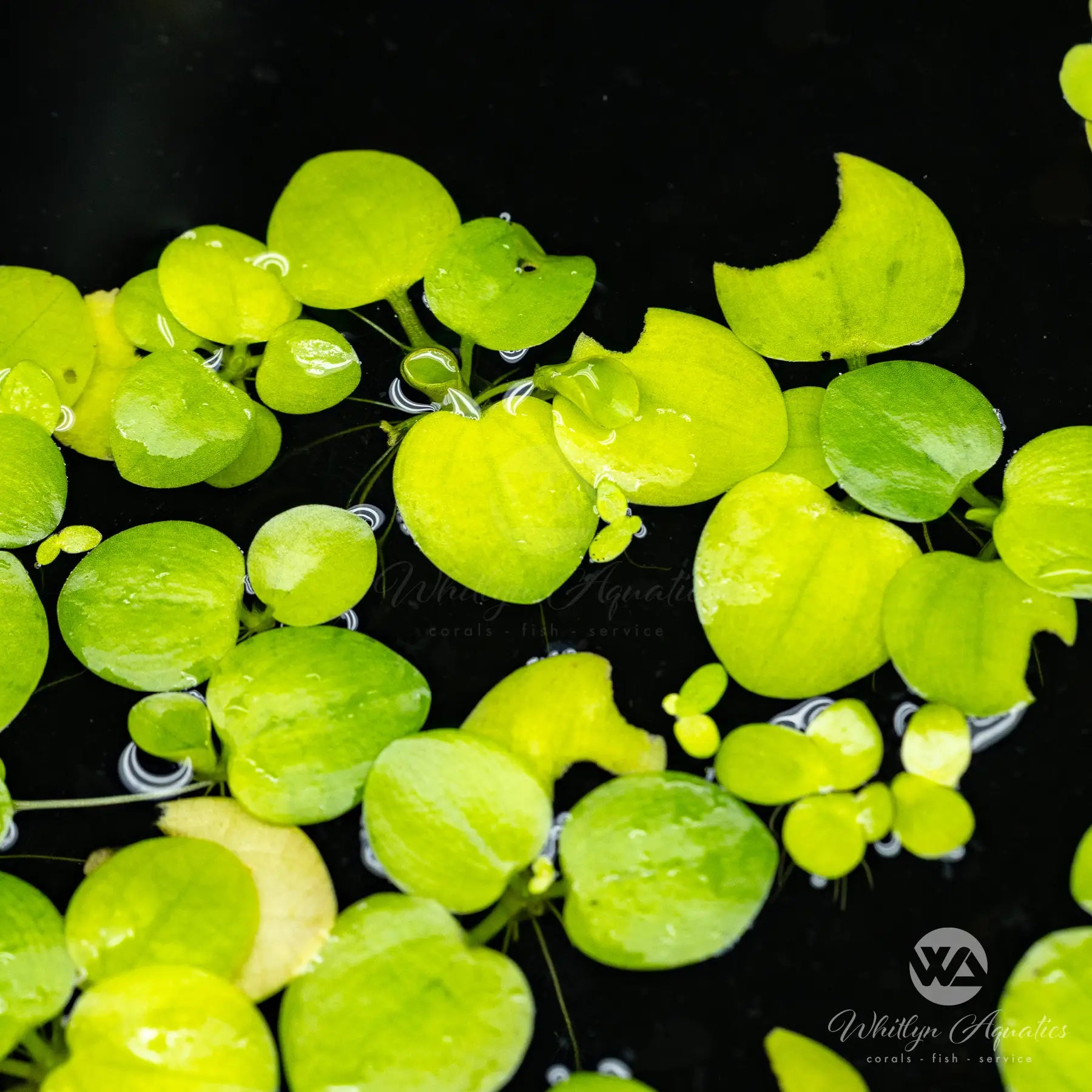 Frogbit (Limnobium Laevigatum) - Floating Aquatic Plant for Ponds & Aquariums | Natural Water Purifier & Fish Habitat Enhancer