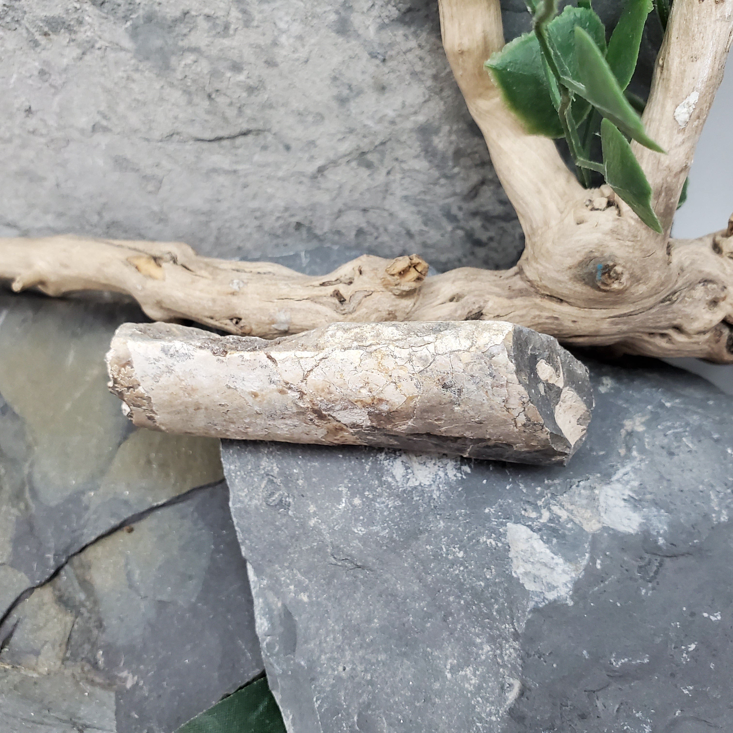 Authentic Baculite Fossil - Prehistoric Marine Cephalopod Specimen for Collectors & Decor - Perfect for Home Display, Classroom Education & Paleontology Enthusiasts
