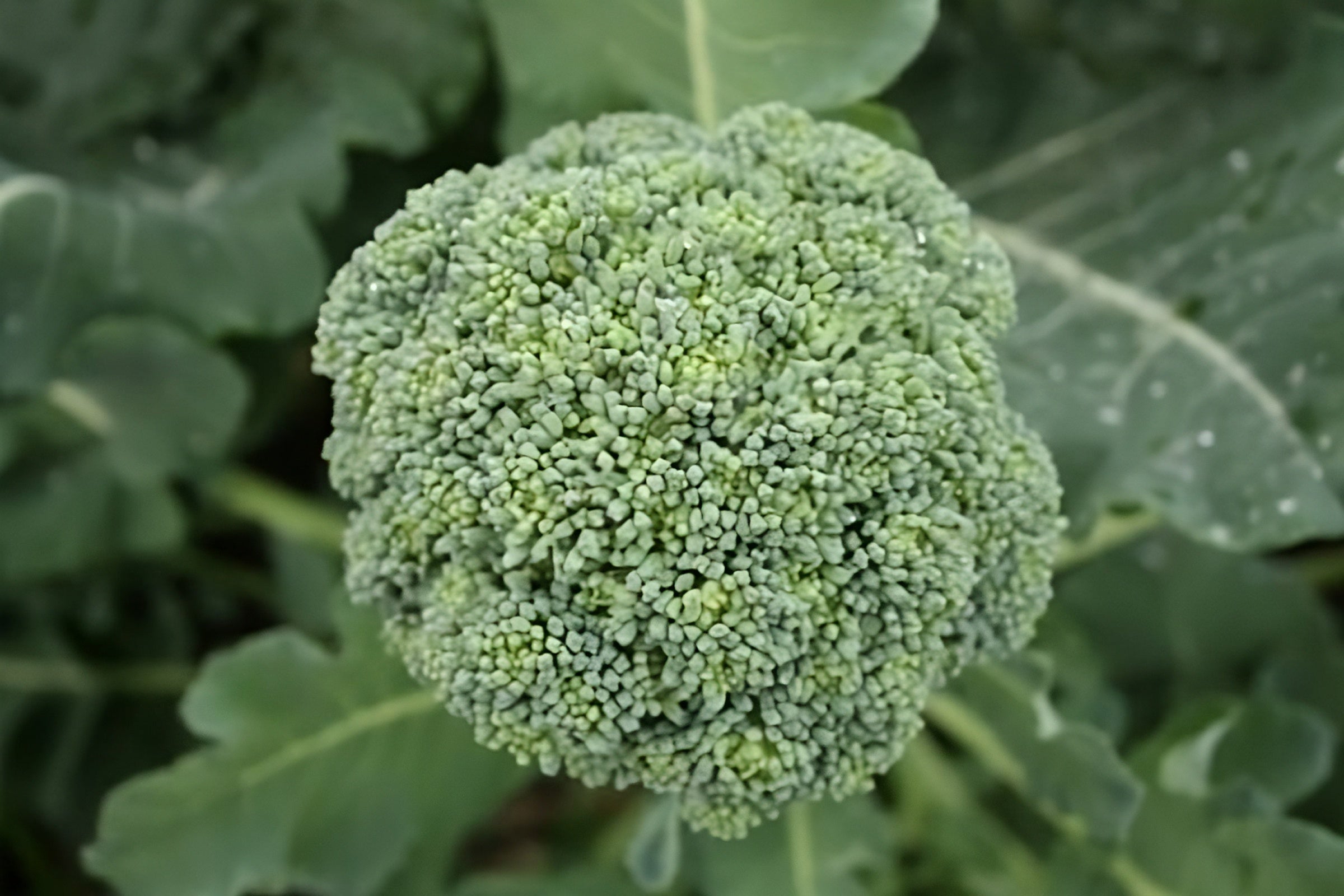 Broccoli 'Albert' Greenpatch Seeds - Non-GMO, High Yield Vegetable Seeds for Home Garden & Organic Farming | Perfect for Salads, Stir-Fry & Healthy Meals