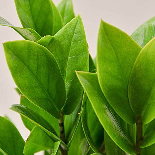 ZZ Plant (Zamioculcas Zamiifolia) - 8 Inch Live Indoor Houseplant - Low Maintenance Air Purifying Plant for Home & Office Decor - Perfect for Living Room, Bedroom or Workspace