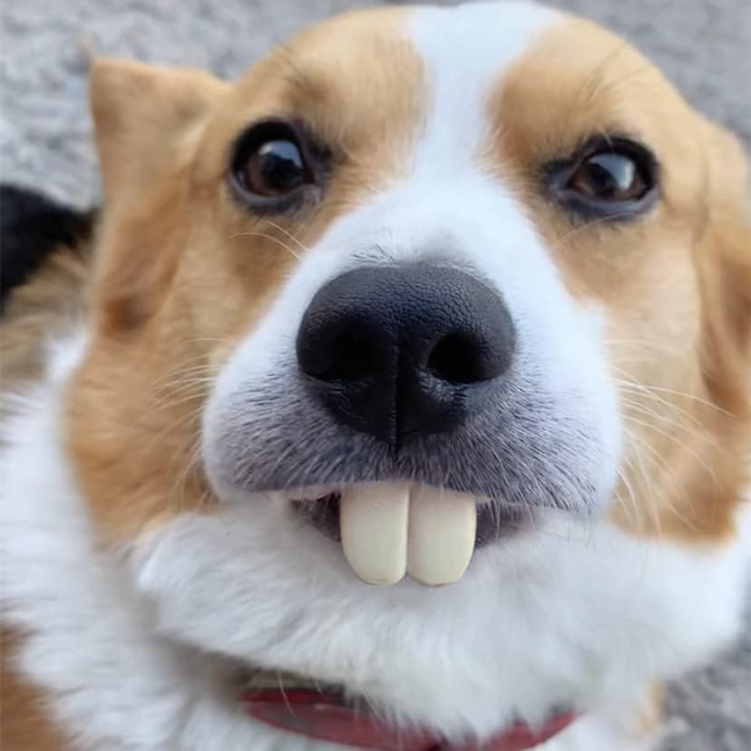Yajeea Funny Dog Buck Teeth Braces Toy - Halloween Costume for Small & Medium Dogs | Perfect for Pet Parties, Dress-Up & Photo Props