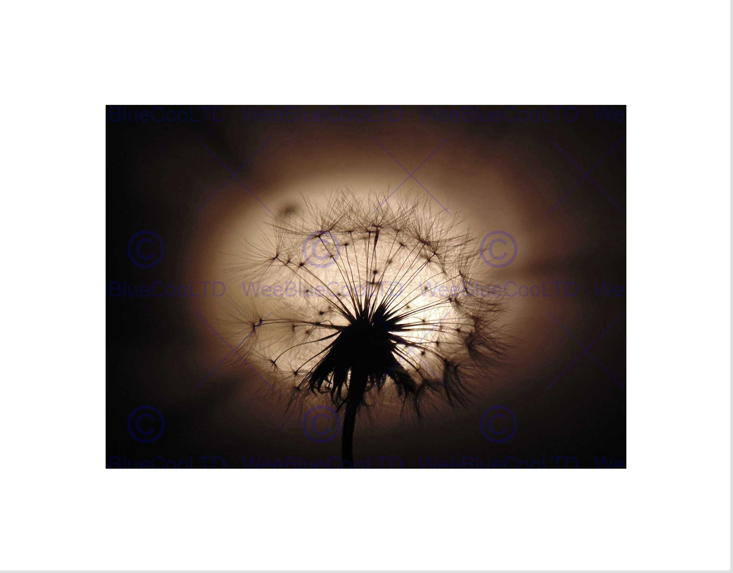 Beautiful Dandelion Seeds Silhouette Art Print - 12x38 Inch Wall Decor for Home, Office & Gifts - Perfect for Living Room, Bedroom & Nursery Decor