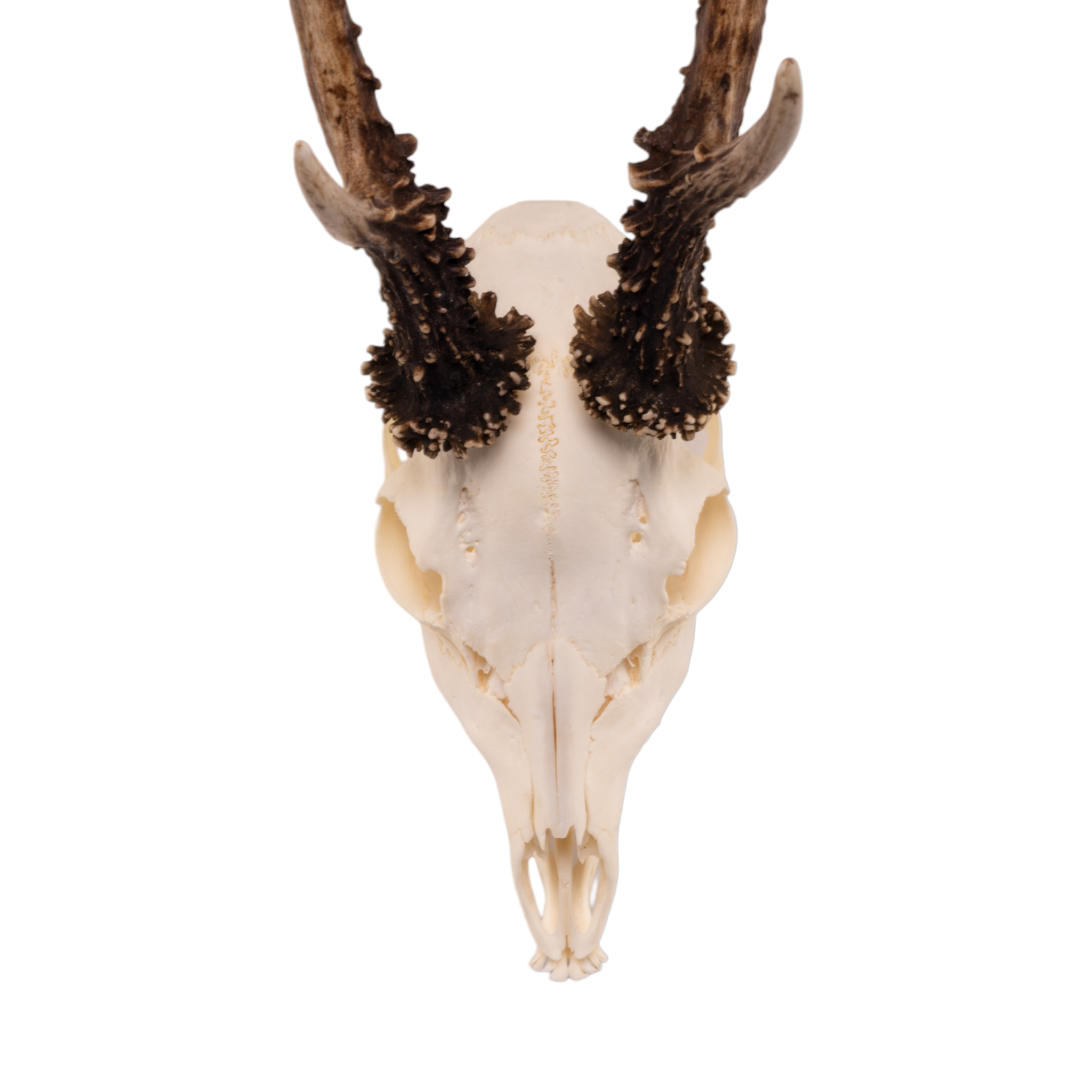 Real Roe Deer Skull with Mandible - European Mount Taxidermy for Home Decor, Hunting Trophy & Gothic Display | Perfect for Cabin, Man Cave & Halloween Decorations