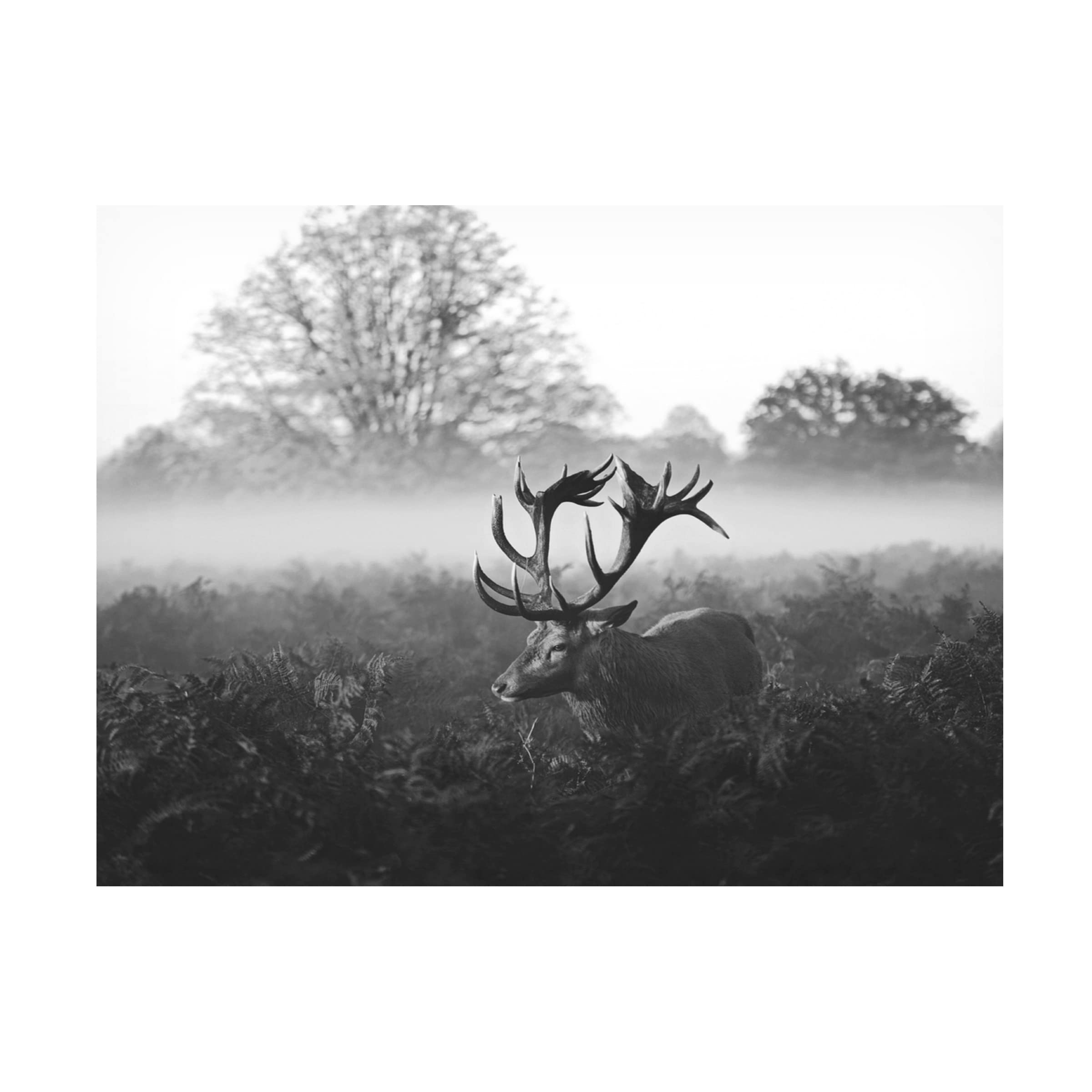 Robert Fabrowski 'Elk Stare' Canvas Wall Art Print - Wildlife Nature Decor for Living Room, Bedroom & Office - Trademark Fine Art Collection