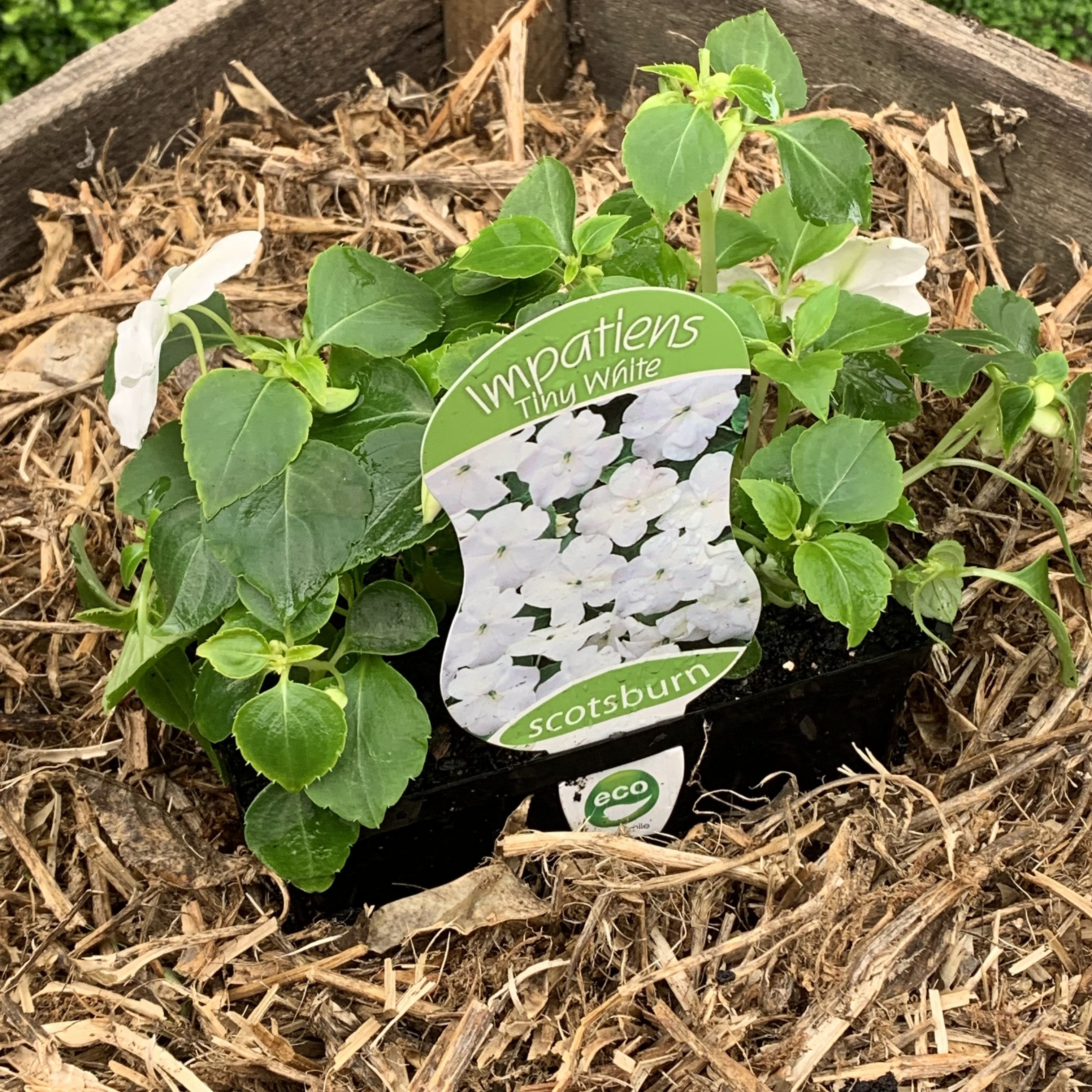 Impatiens 'Tiny White' - Beautiful White Flowering Plants for Gardens, Borders & Containers | Perfect for Shade Gardens, Patio Decor & Landscaping