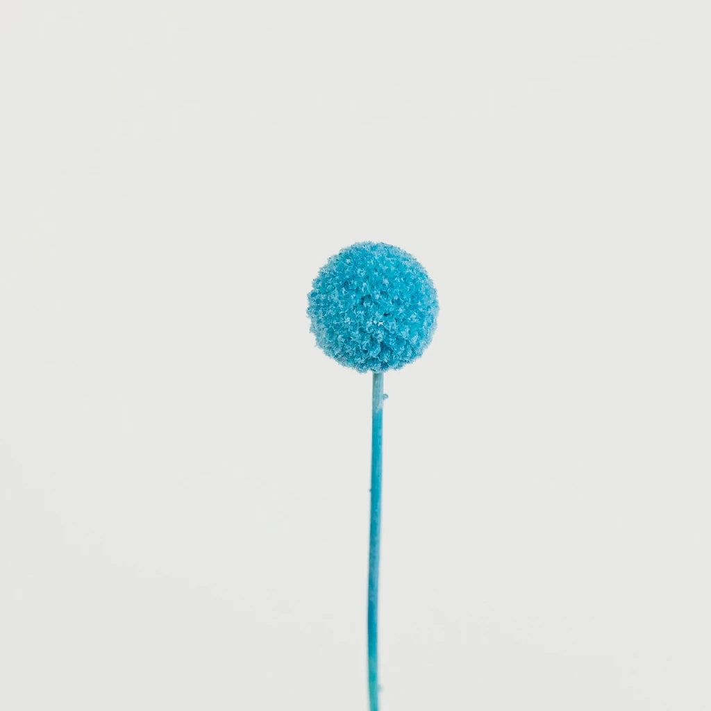 Baby Blue Dried Craspedia Billy Balls | Natural Floral Decor for Weddings, Home & DIY Crafts | Perfect for Bouquets, Centerpieces & Gift Wrapping