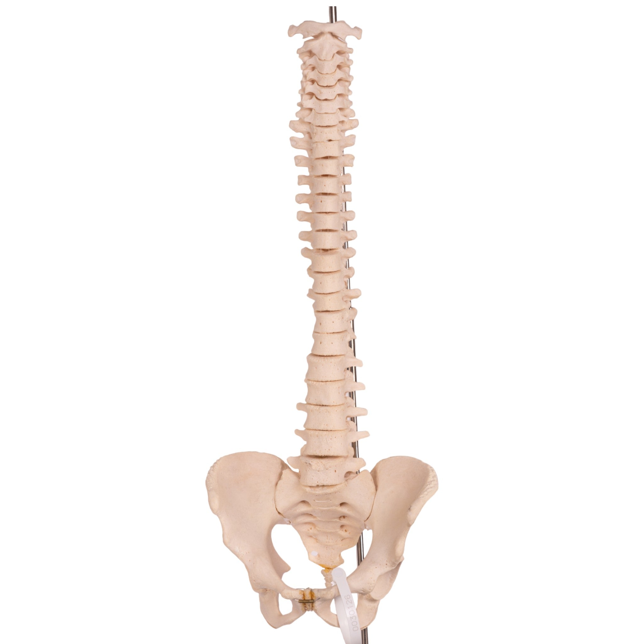 Authentic Real Human Spine, Sacrum & Pelvis - Medical Anatomy Model for Study, Research & Education - Perfect for Medical Students, Doctors & Anatomy Enthusiasts