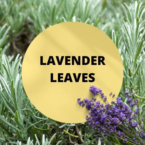 Black Canyon Lavender Leaves Scented Body Lotion & Spray Set - Moisturizing & Fragrant Body Care for Dry Skin - Perfect for Relaxation, Spa Days & Gift Giving