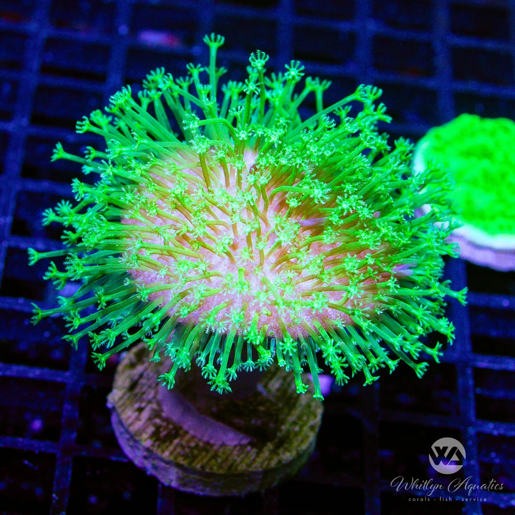 J3 Neon Green Toadstool Coral - Premium WYSIWYG Live Coral for Saltwater Aquariums | Perfect for Reef Tanks & Marine Displays