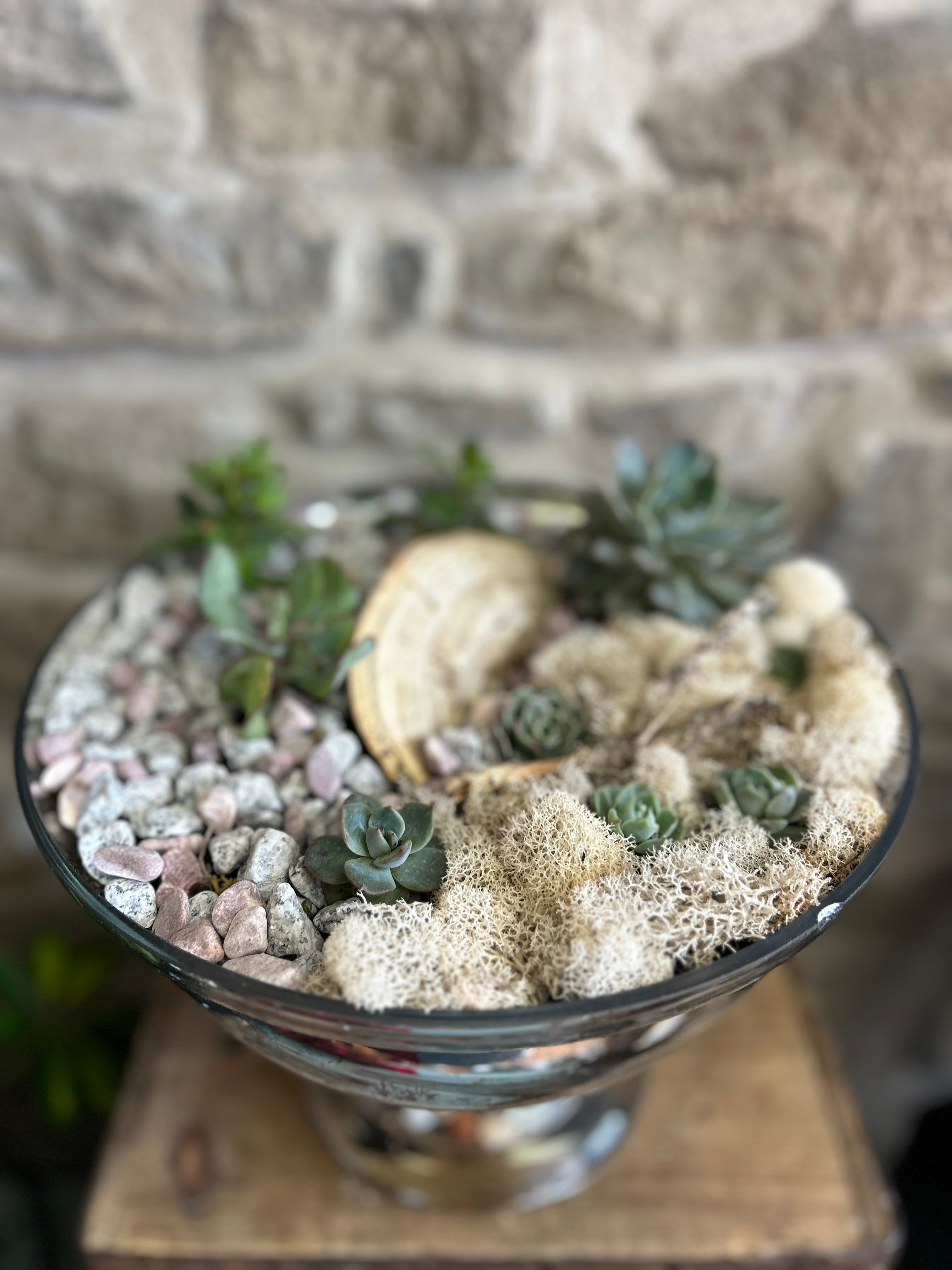 Beautiful Succulent Bowl Set - Perfect for Home Decor, Office Desk, and Gift Giving - Ideal for Indoor Plants, Terrariums, and Zen Gardens
