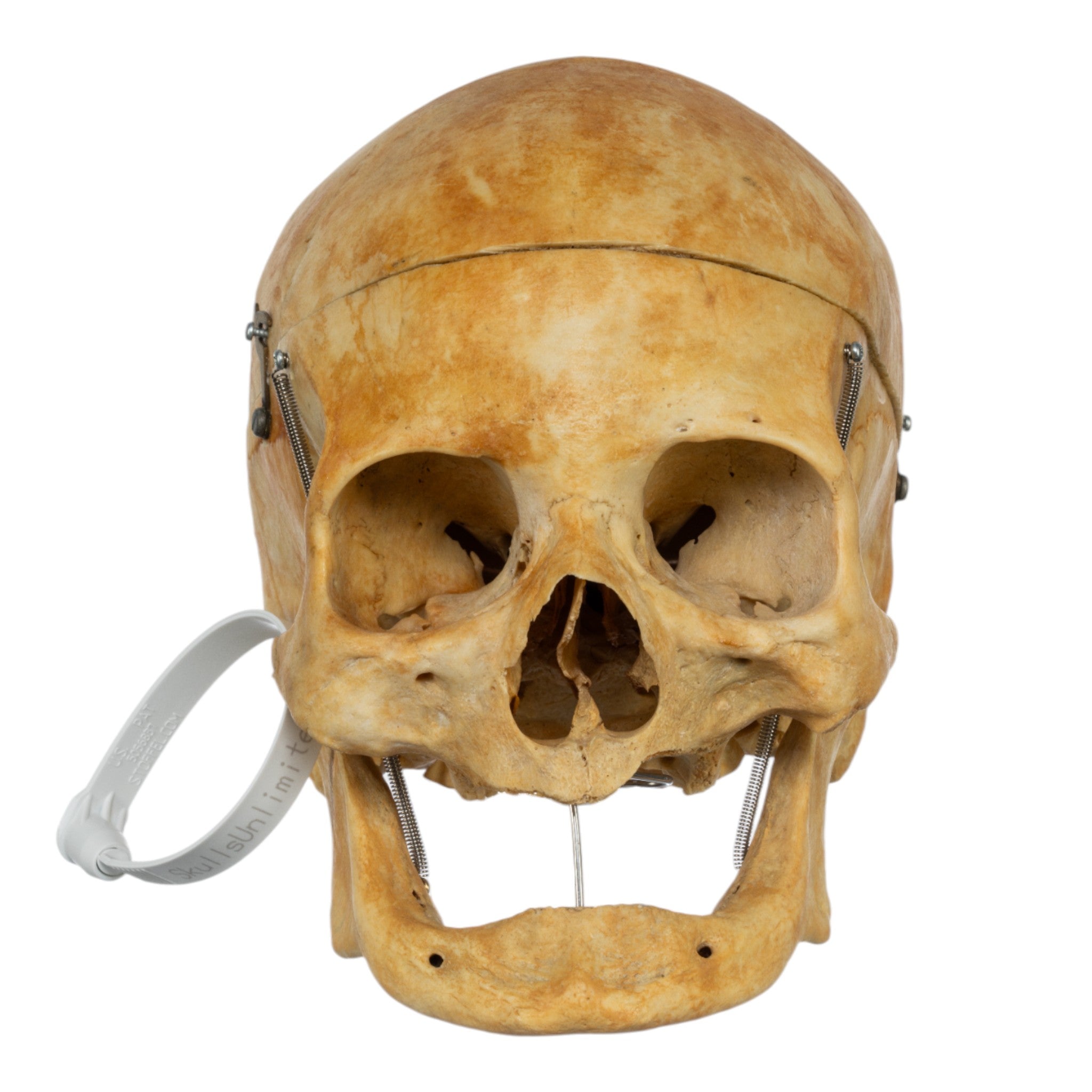 Authentic Real Human Skull Replica - Medical Education, Halloween Decor, Horror Movie Prop & Gothic Home Decor