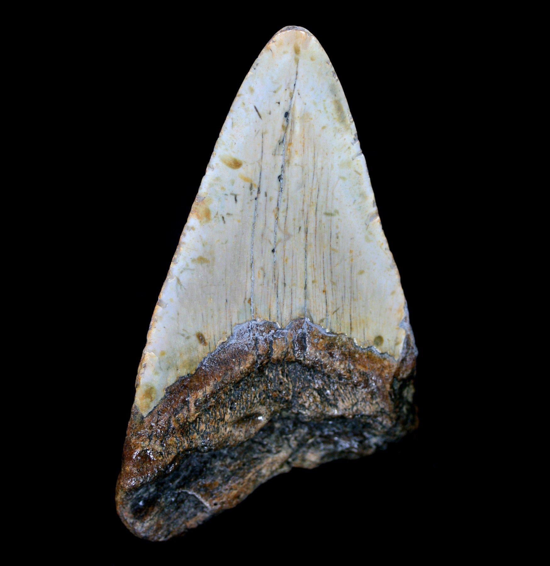 Authentic Megalodon Shark Tooth Fossil - Collector's Specimen #25 for Home Decor, Classroom Display & Paleontology Enthusiasts