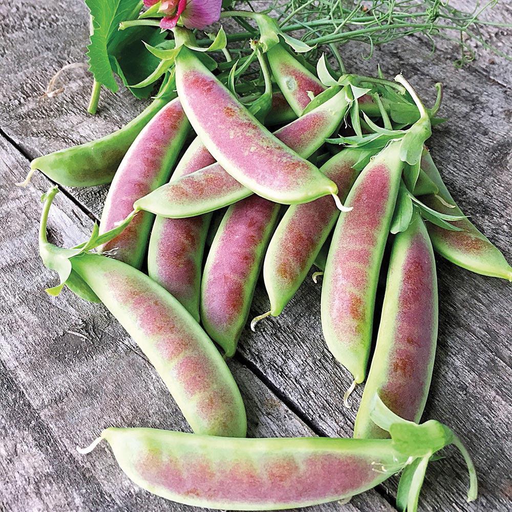 Premium Spring Blush Pea Seeds for Planting - Non-GMO, Heirloom Variety - Perfect for Home Gardens, Containers & Vertical Gardening
