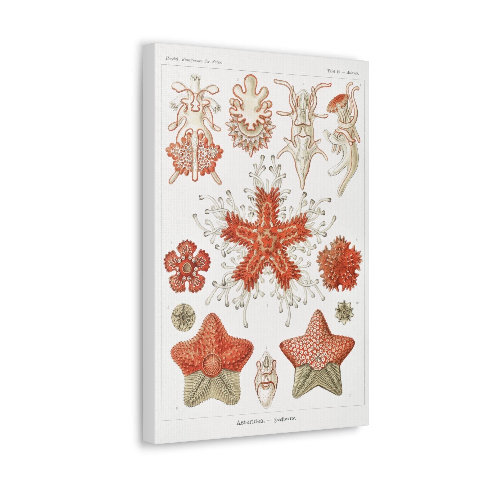 Ernst Haeckel Asteridea Seesterne Starfish Art Print - Premium Canvas Wall Decor for Living Room, Bedroom & Office