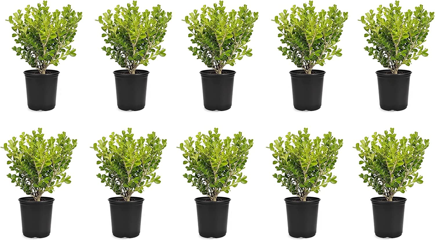 Japanese Boxwood Plants - 10 Live 4 Inch Pots of Buxus Microphylla | Low Maintenance Evergreen Hedge for Landscaping, Garden Borders & Formal Gardens