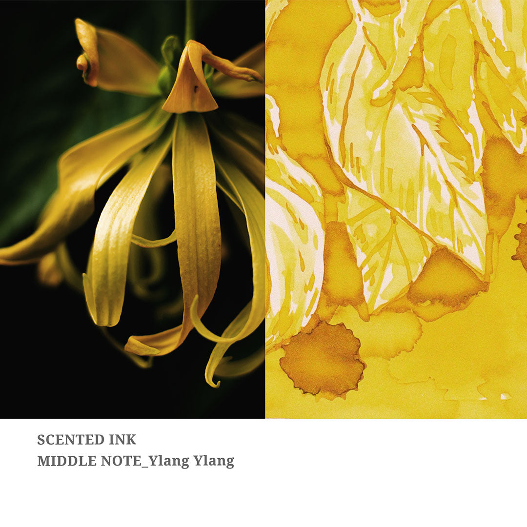 Ylang Ylang