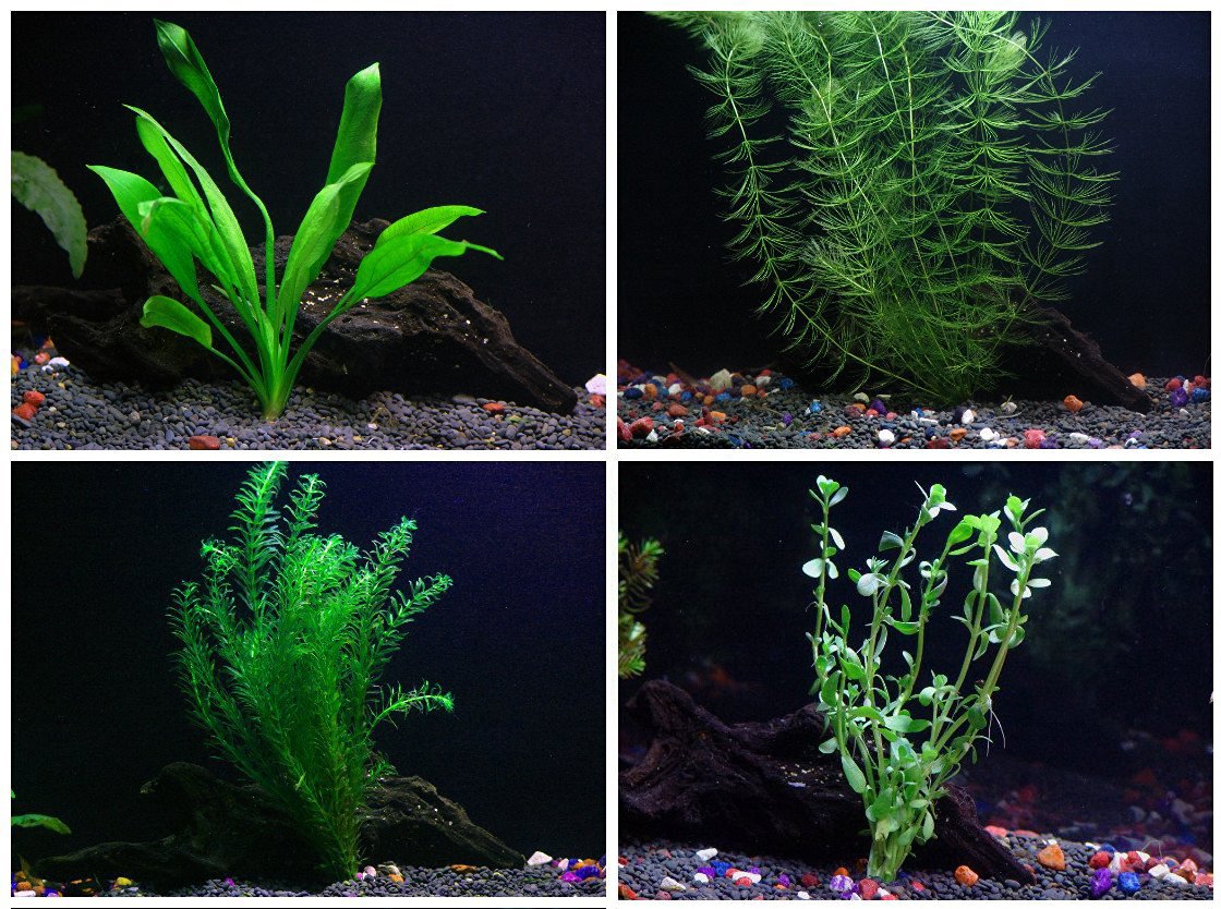 Easy Live Aquarium Plants Package - 4 Varieties (Anacharis, Amazon Sword & More) - Perfect for Freshwater Fish Tanks, Aquascaping & Beginner Aquarists
