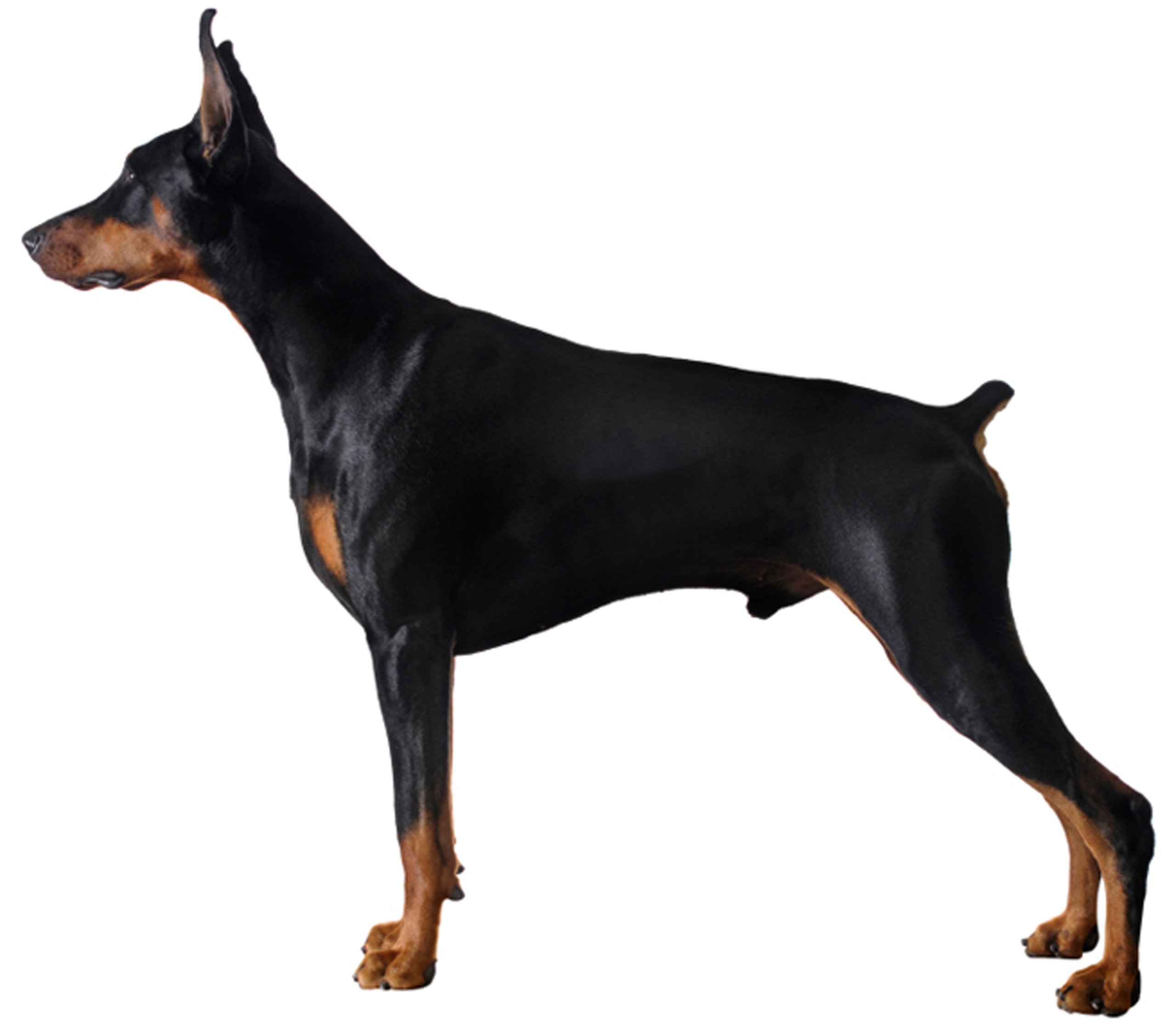 Dean and Tyler Wire Basket Muzzle Size D1 - Medium Dog Muzzle for Doberman, German Shepherd & Large Breeds - Secure & Comfortable for Training, Grooming & Vet Visits