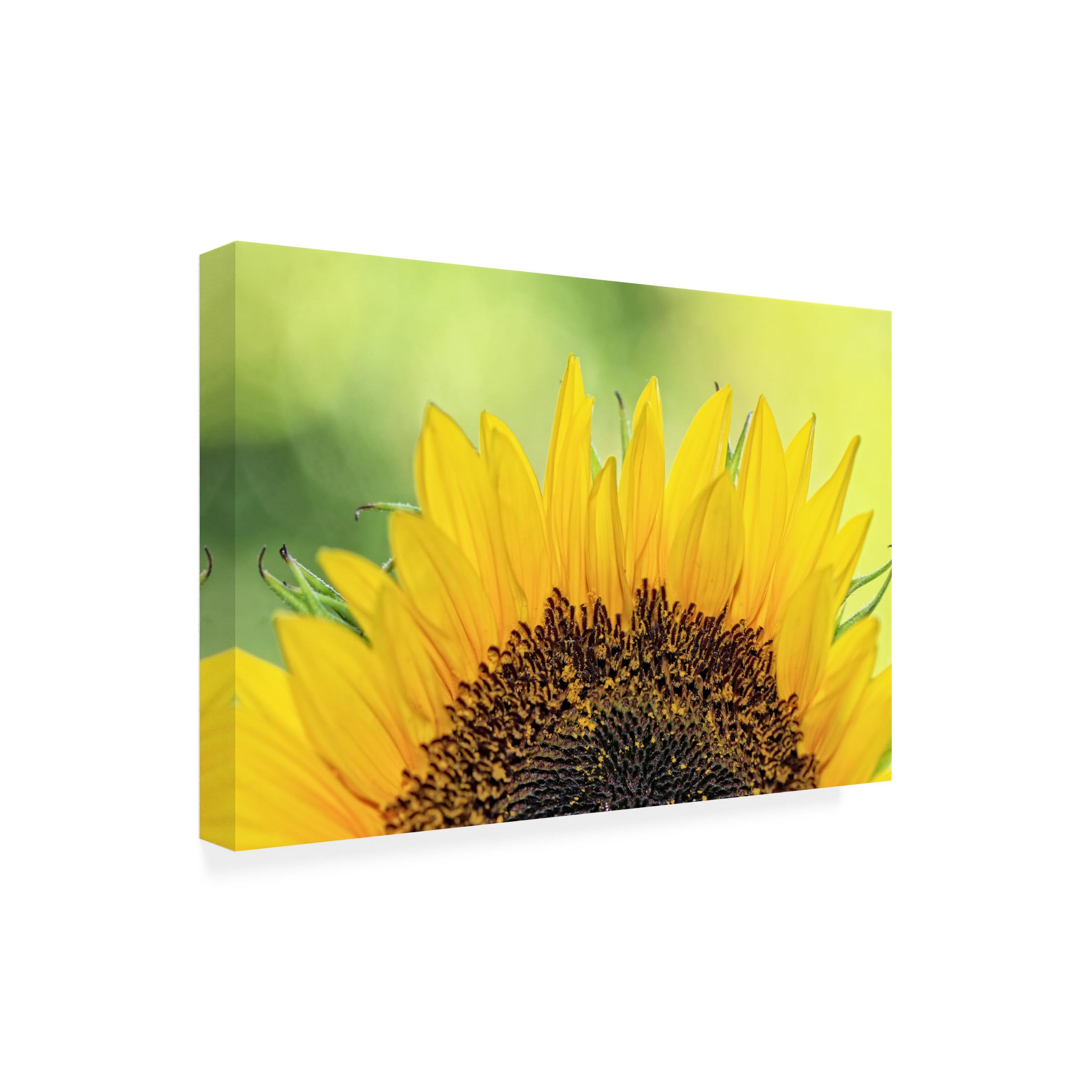 Trademark Fine Art 'Sunflower 2' by Beata Czyzowska - Hand-Painted Canvas Wall Art for Living Room, Bedroom & Office Decor