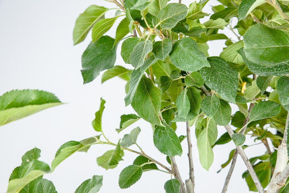 PERFECT PLANTS Fuji Apple Tree Live Plant - 4-5 Feet Tall with Care Guide | Fresh Fruit Bearing Tree for Home Garden, Backyard Orchard & Landscaping